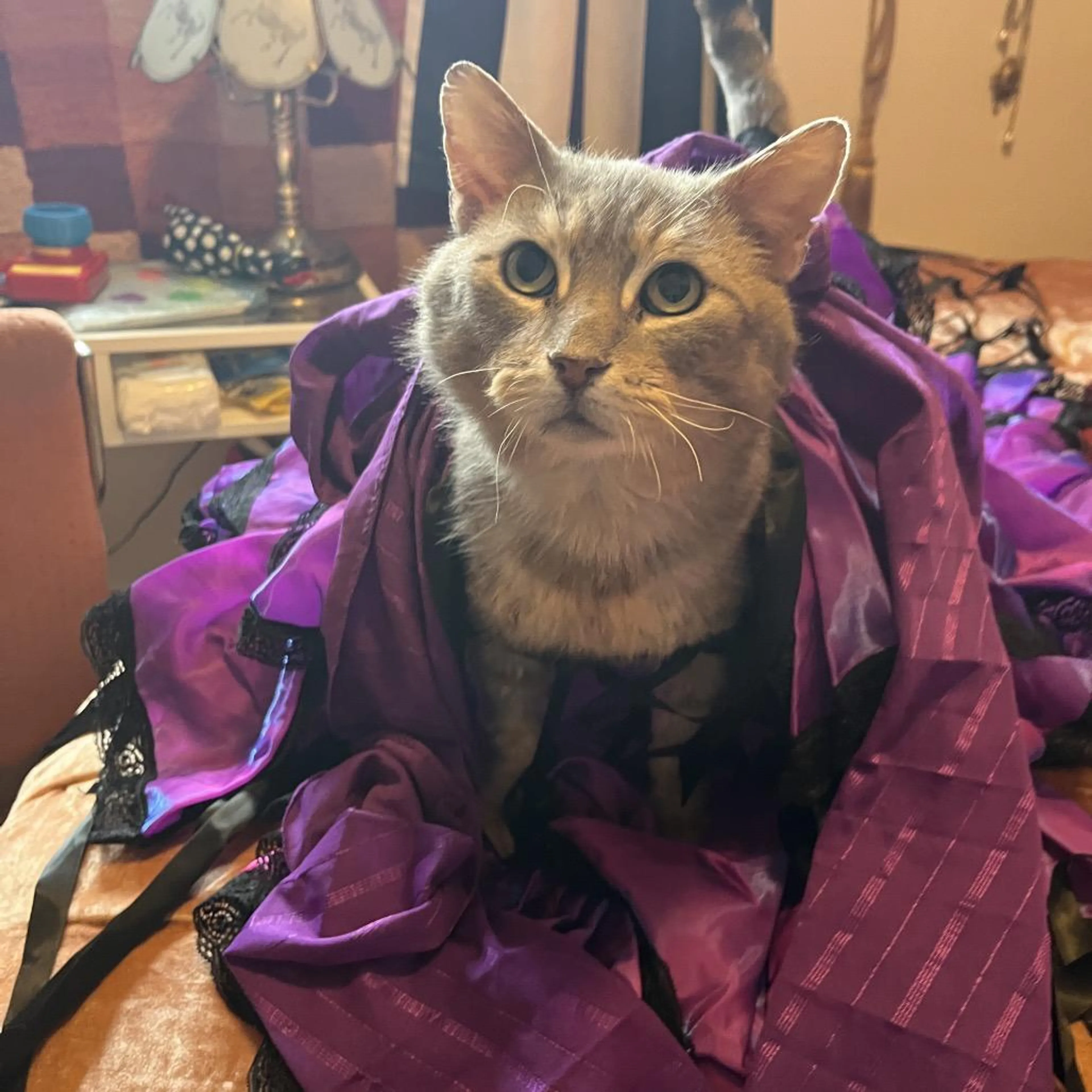 Found pet-3