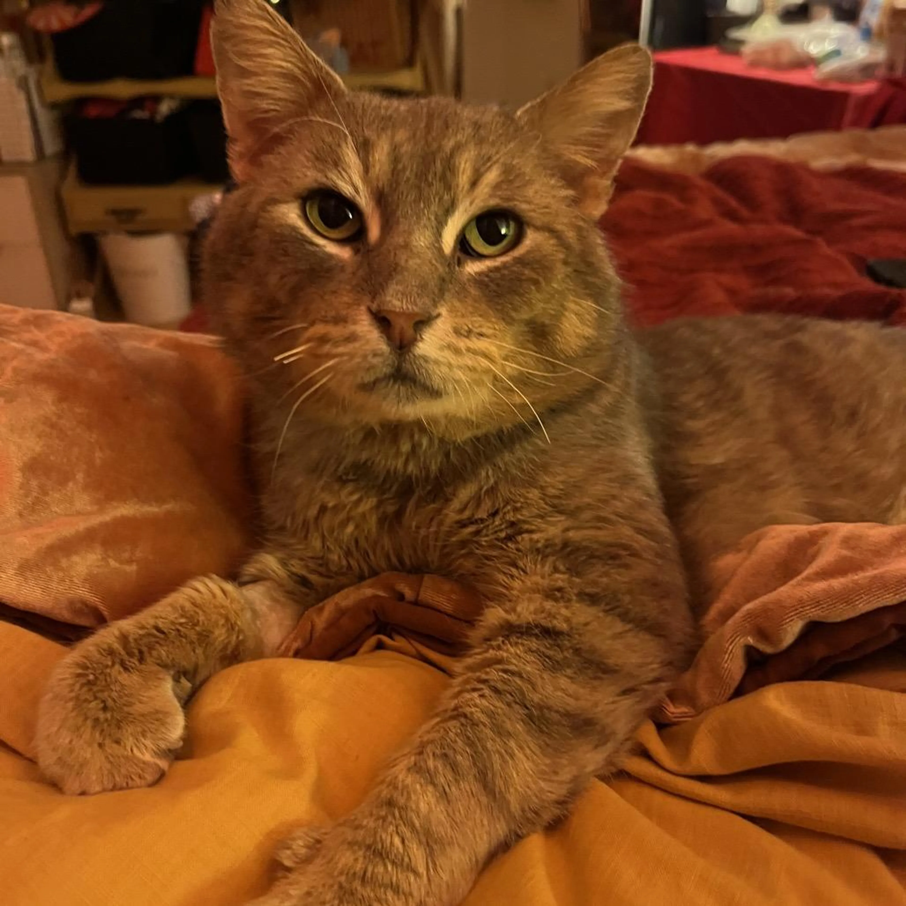 Found pet-4