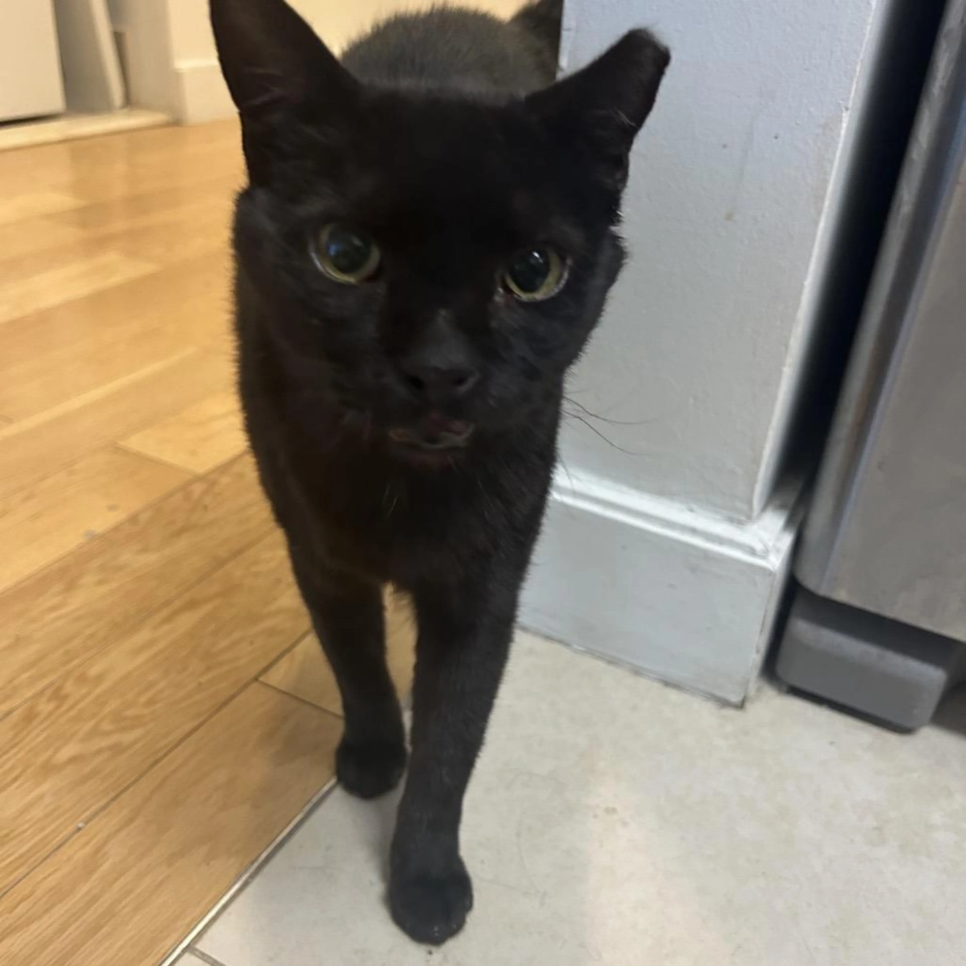 Found pet-3