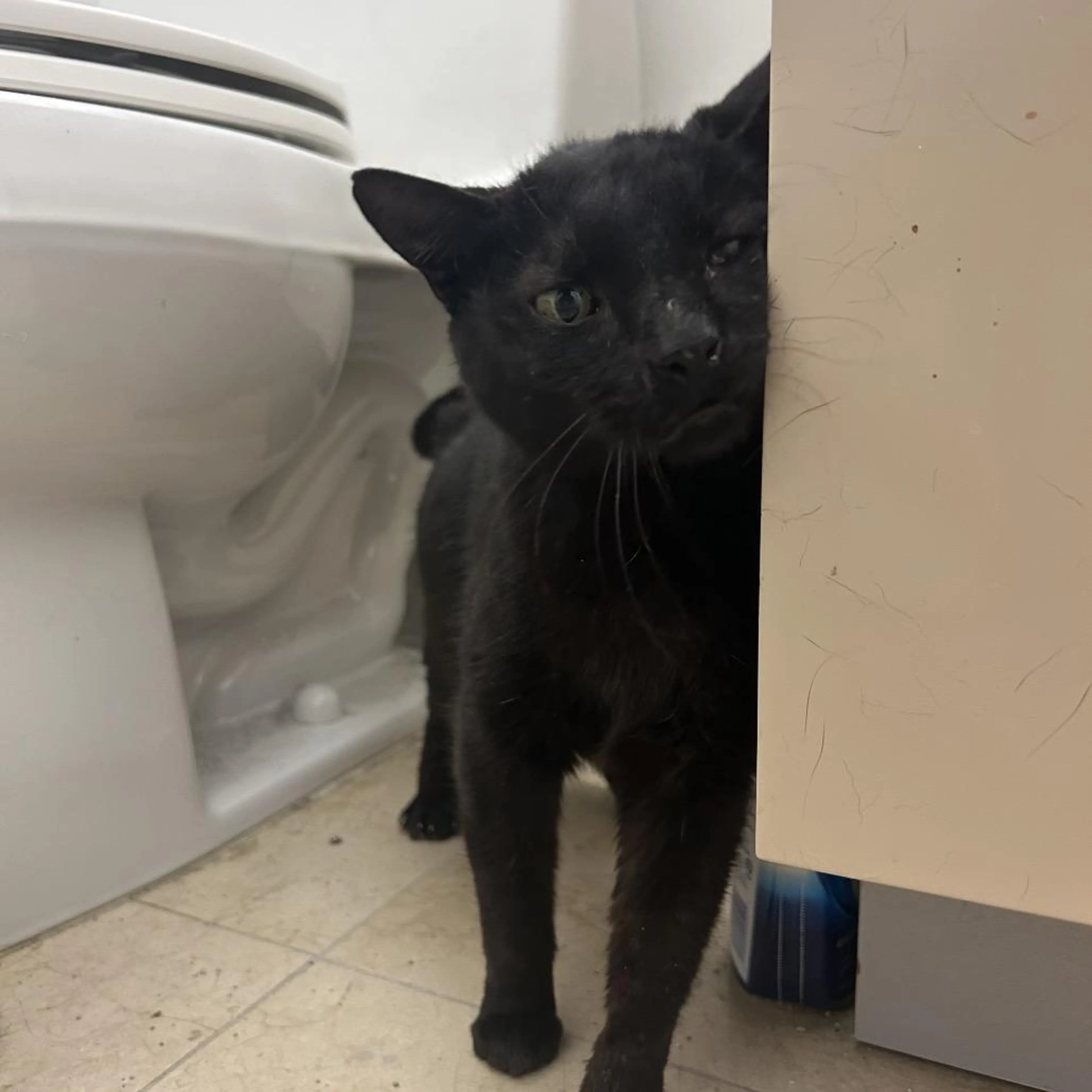 Found pet-2