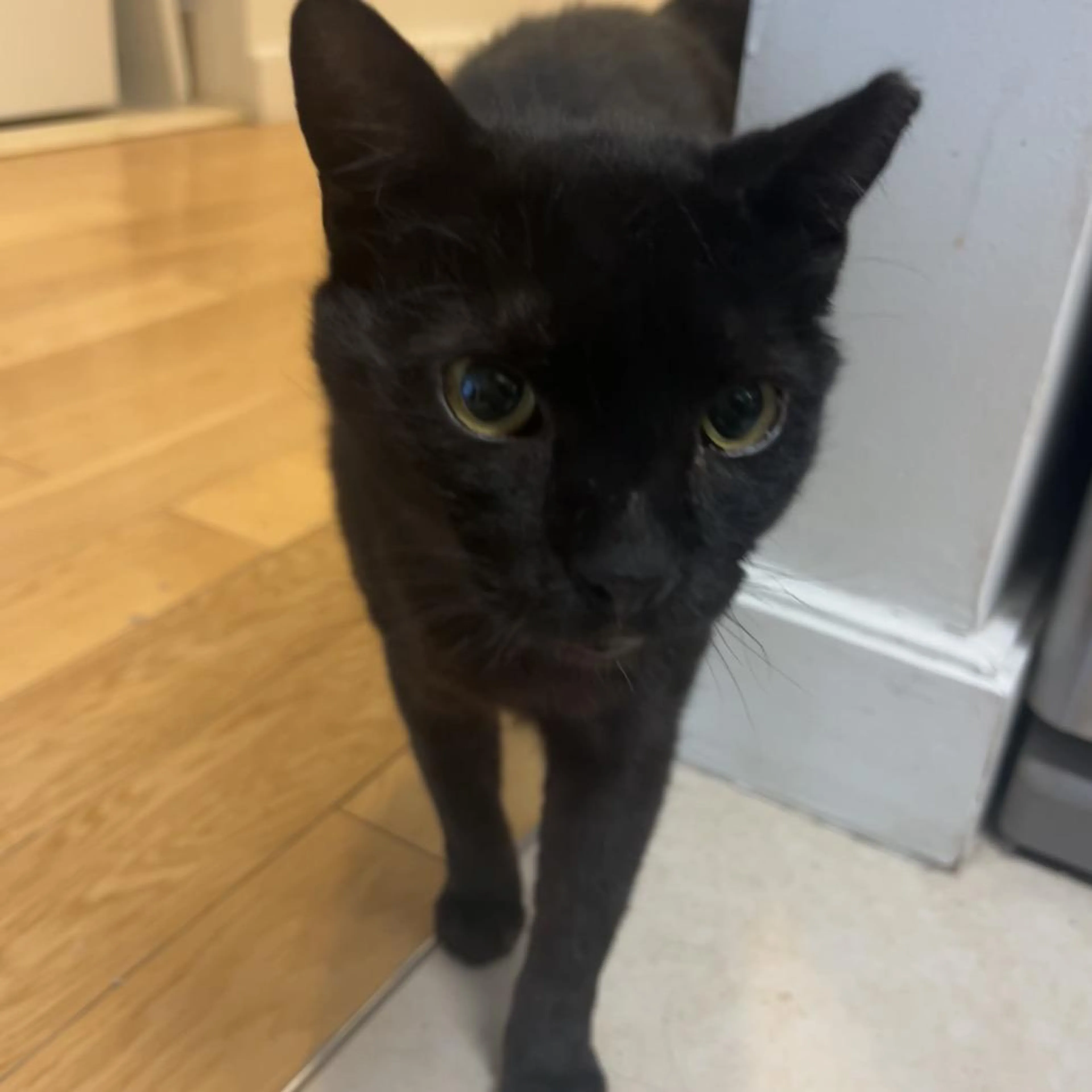 Found pet-0