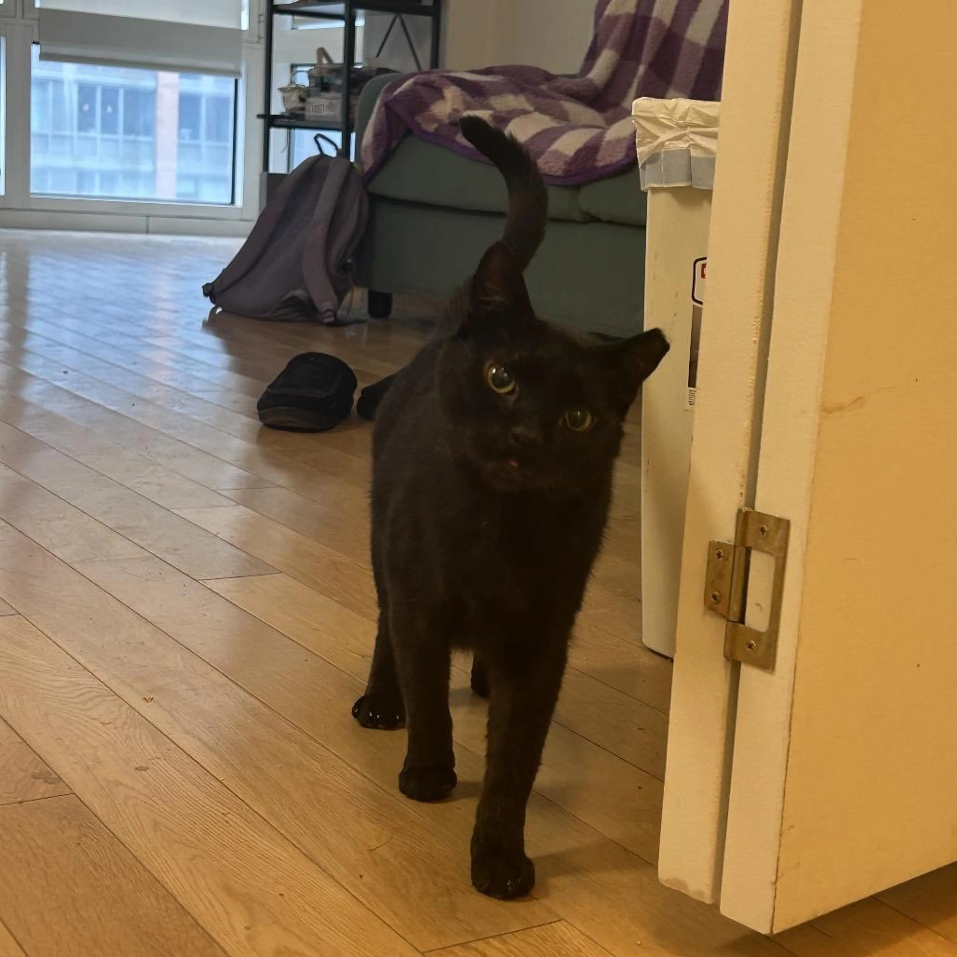 Found pet-5