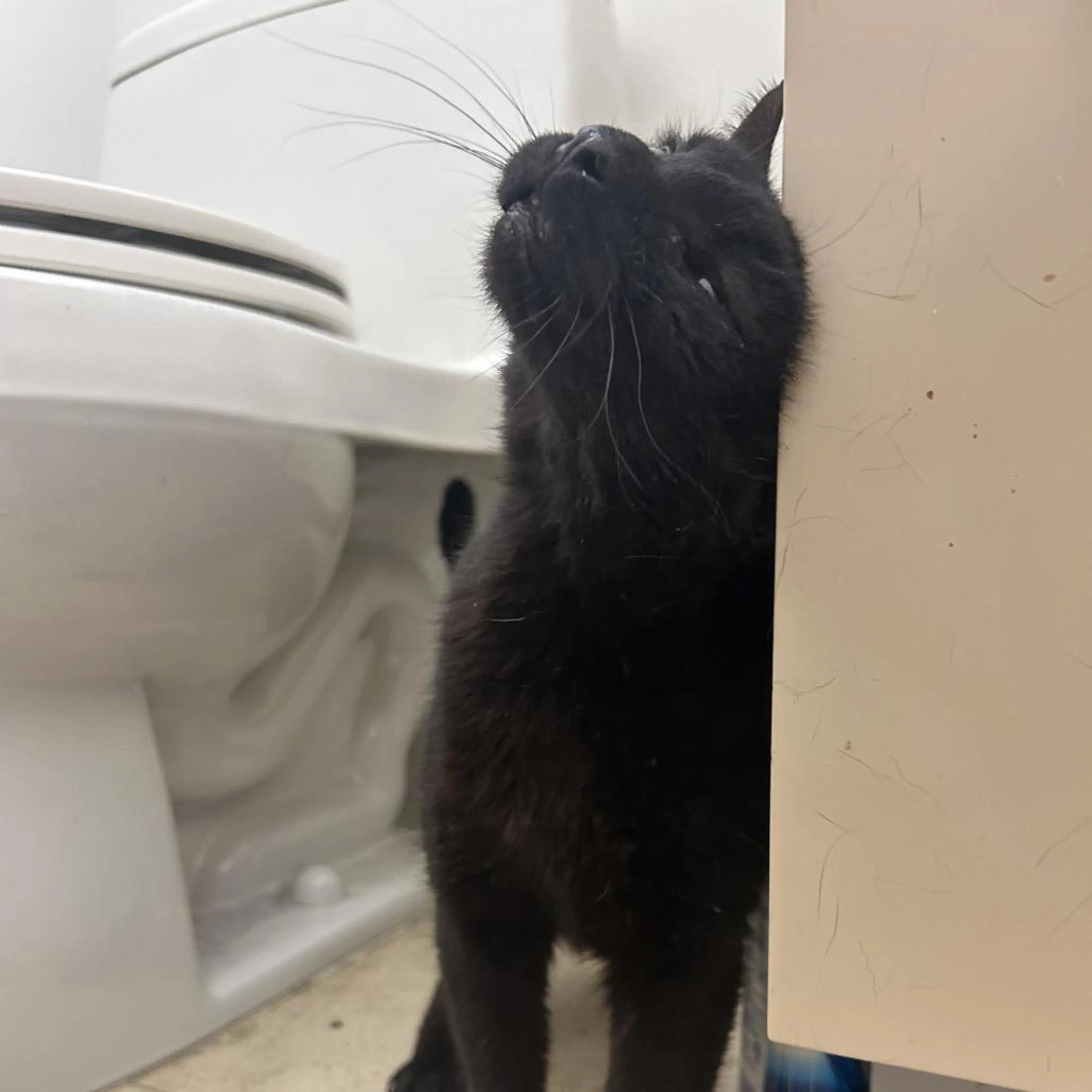Found pet-1