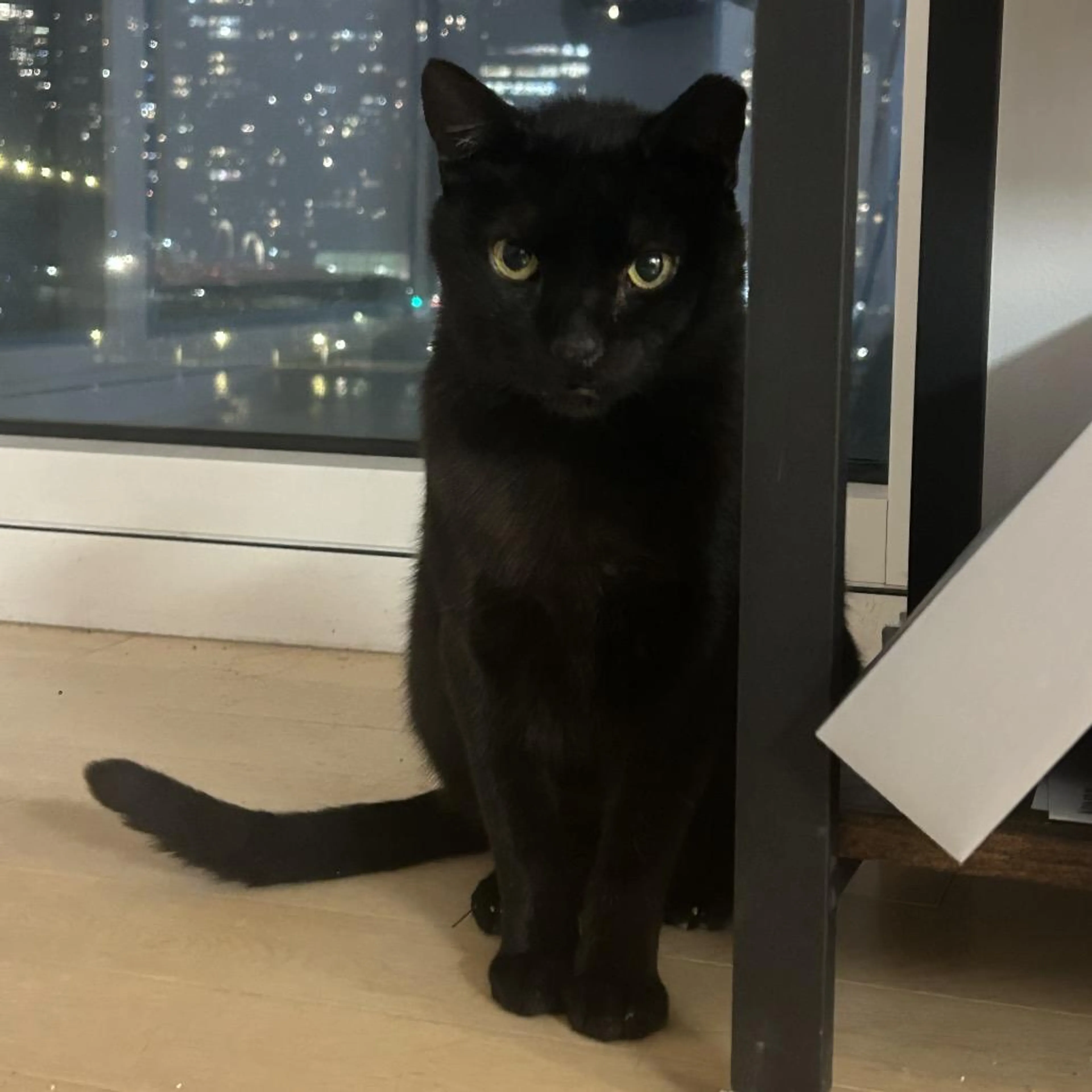 Found pet-4