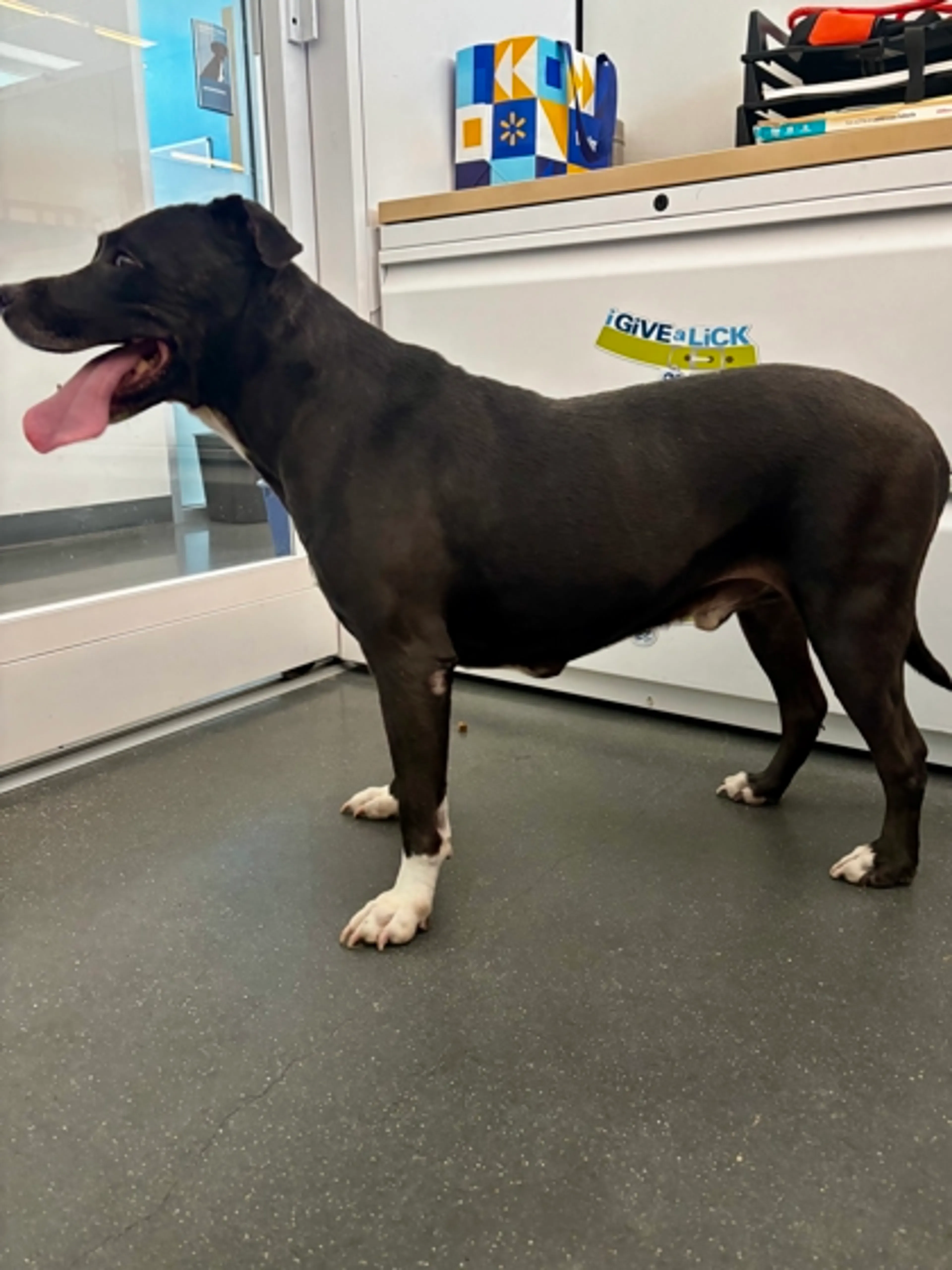 Found pet-1