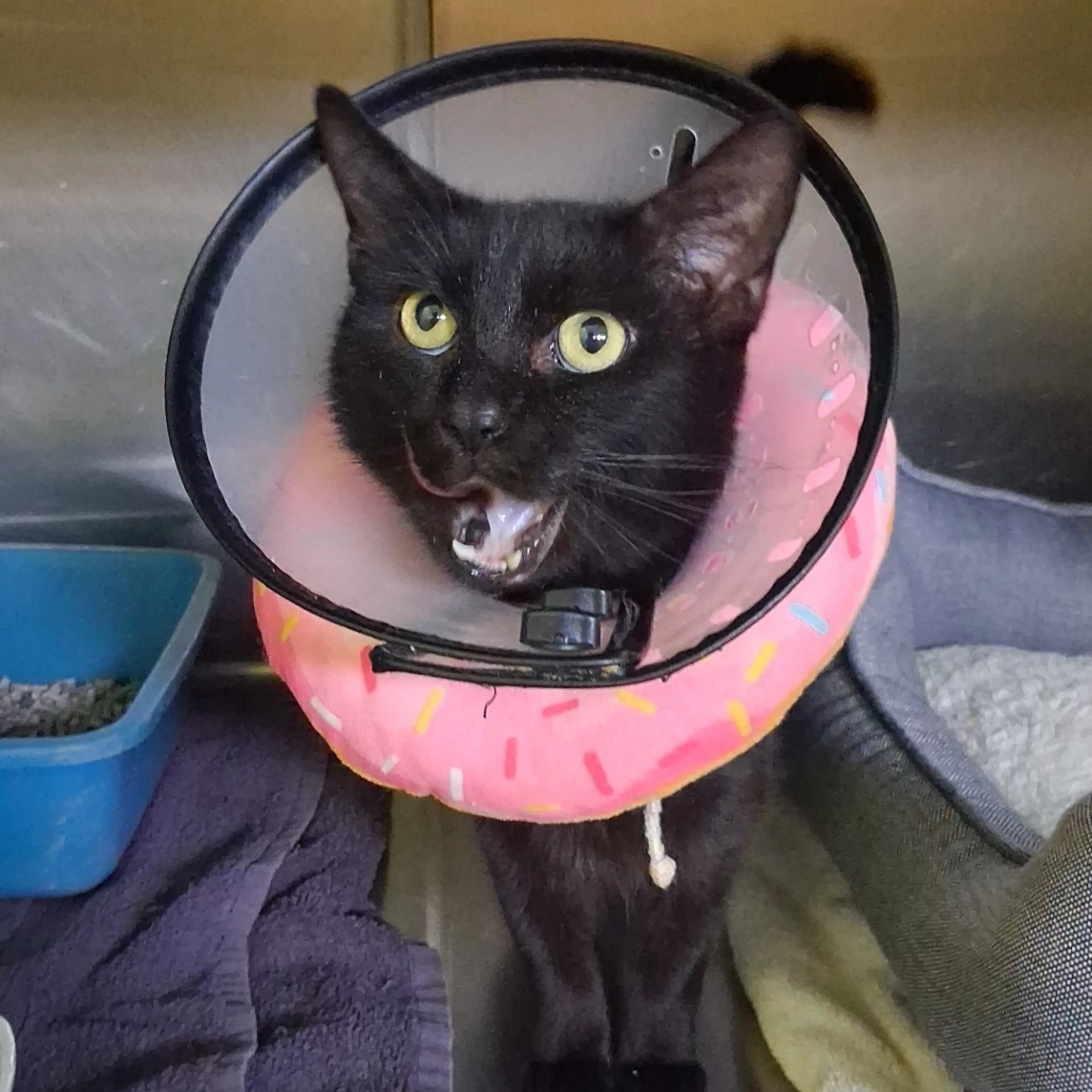 Found pet-1