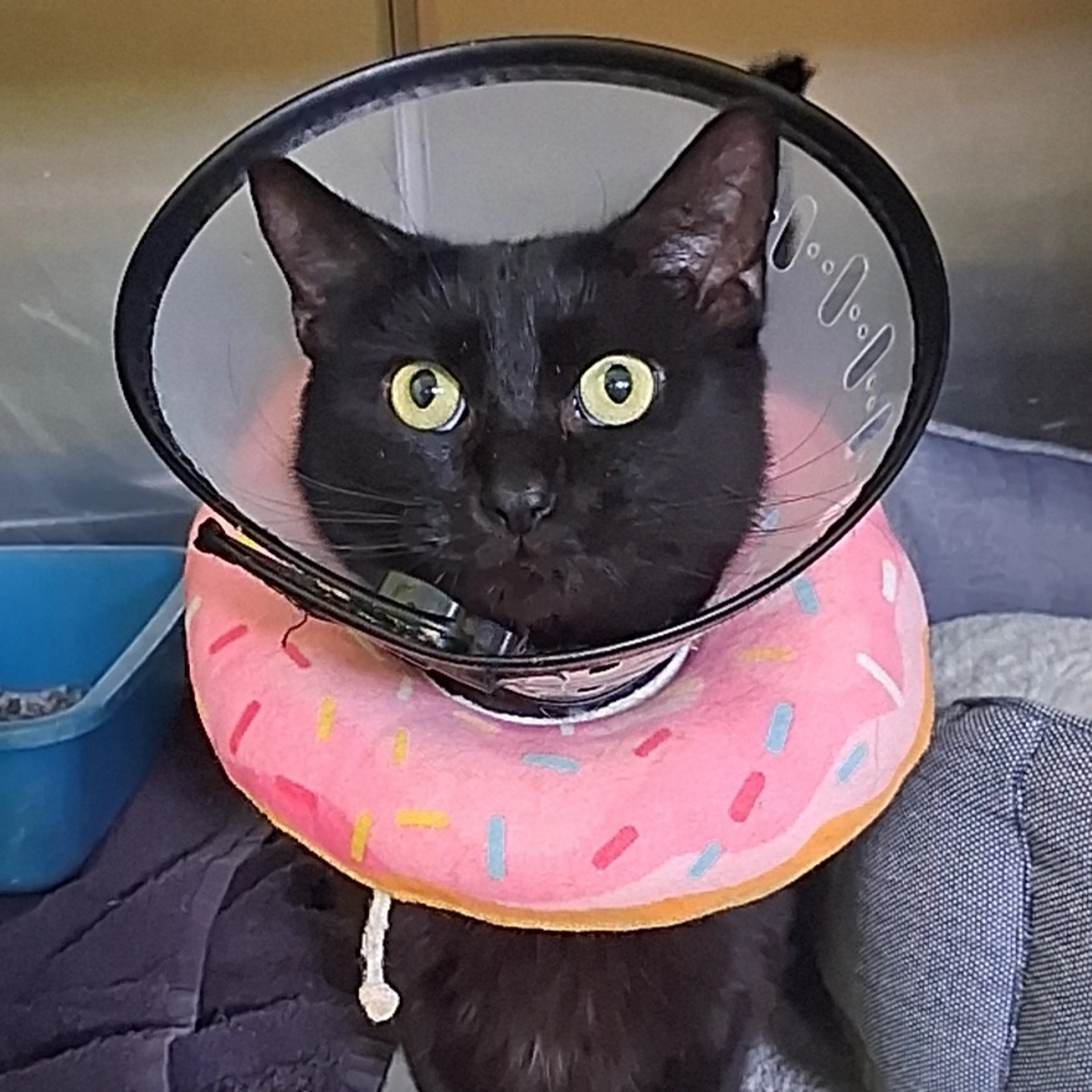 Found pet-2