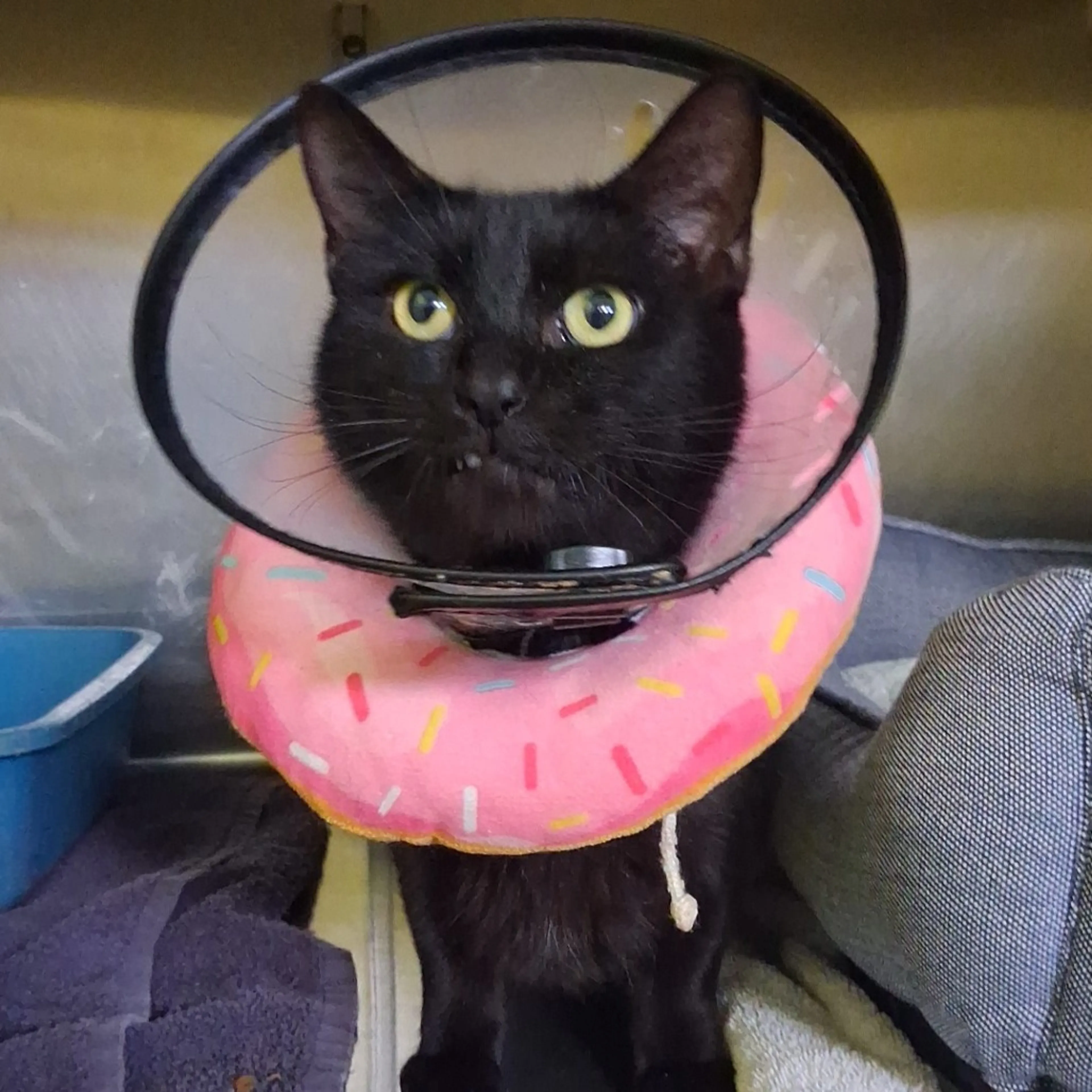 Found pet-0