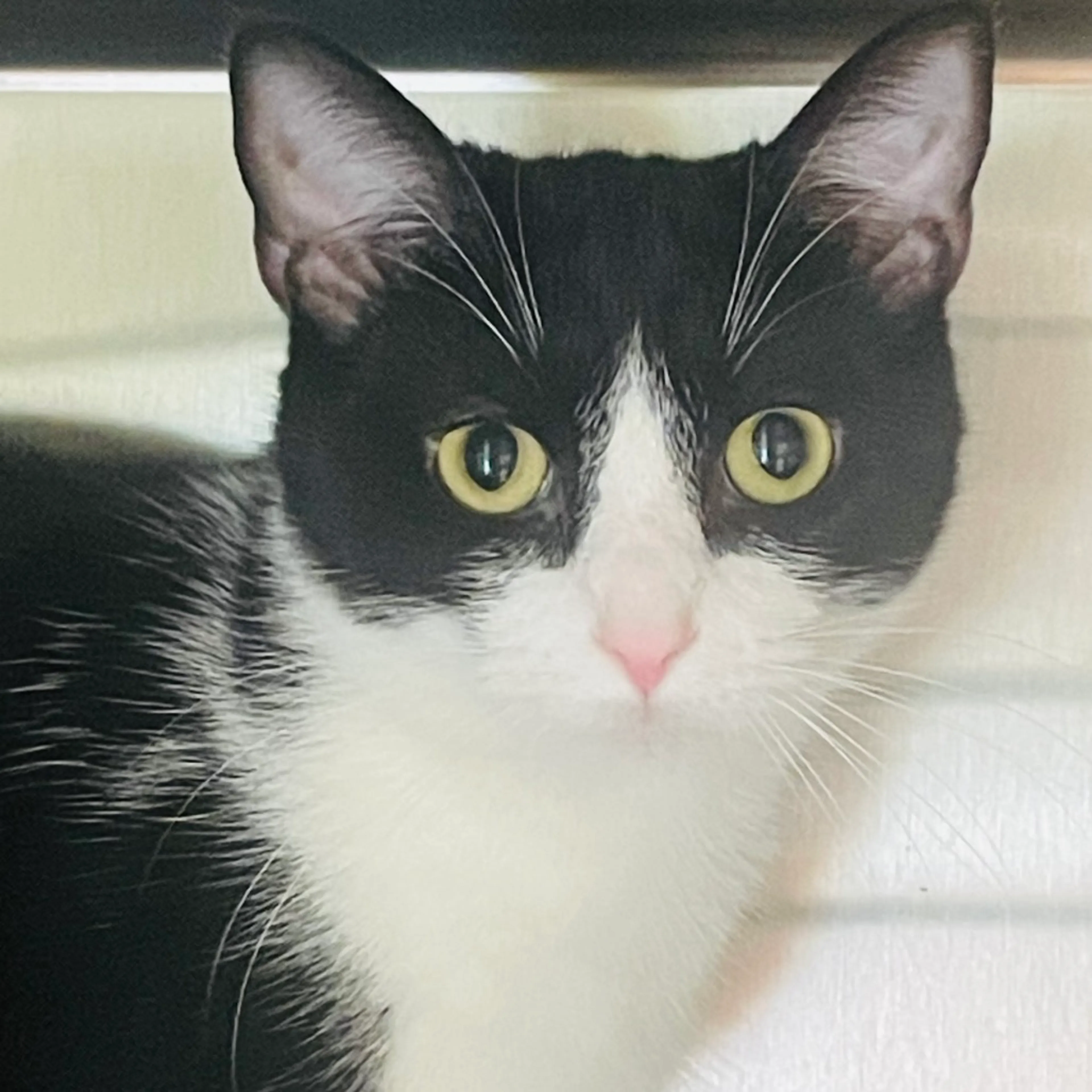 Found pet-4