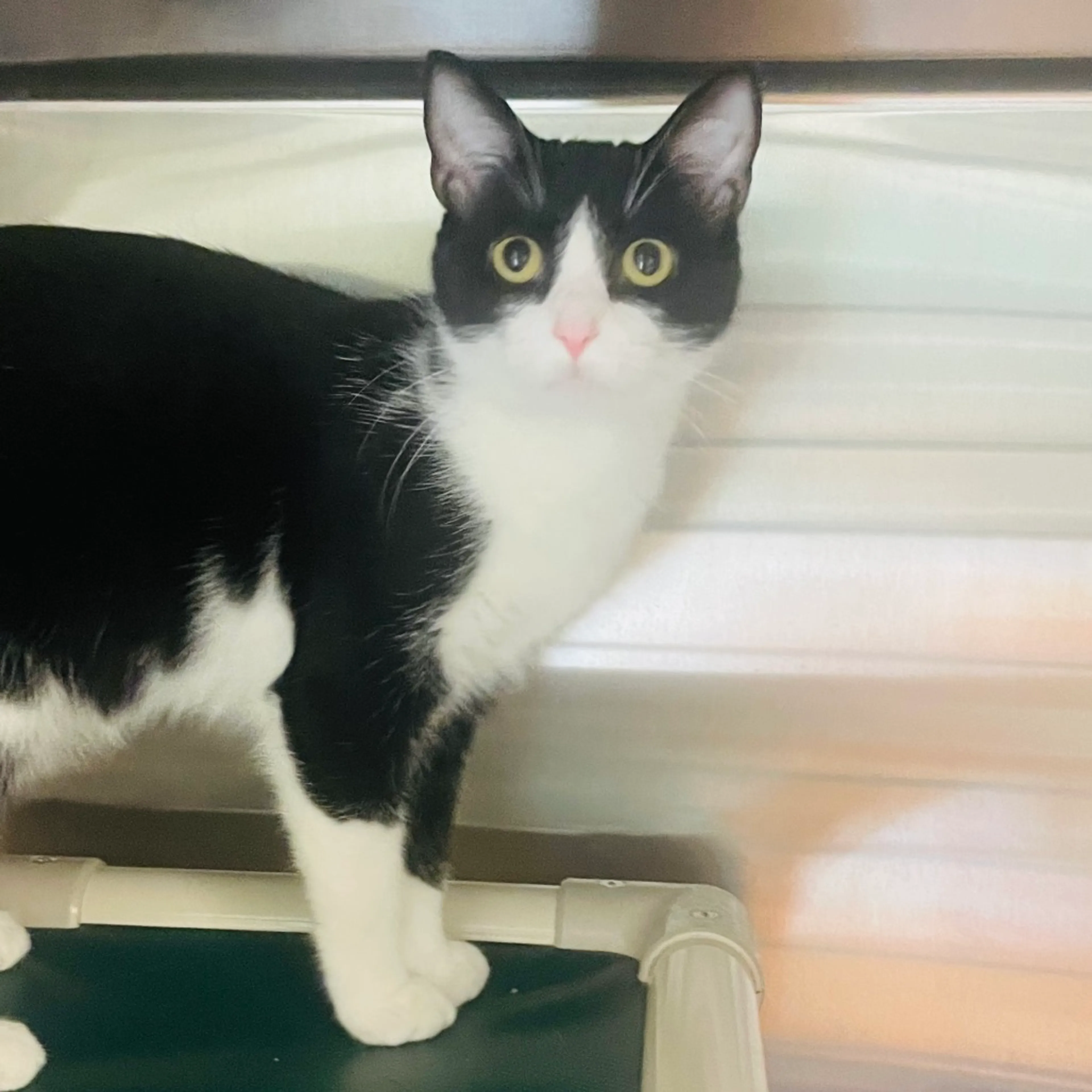 Found pet-5