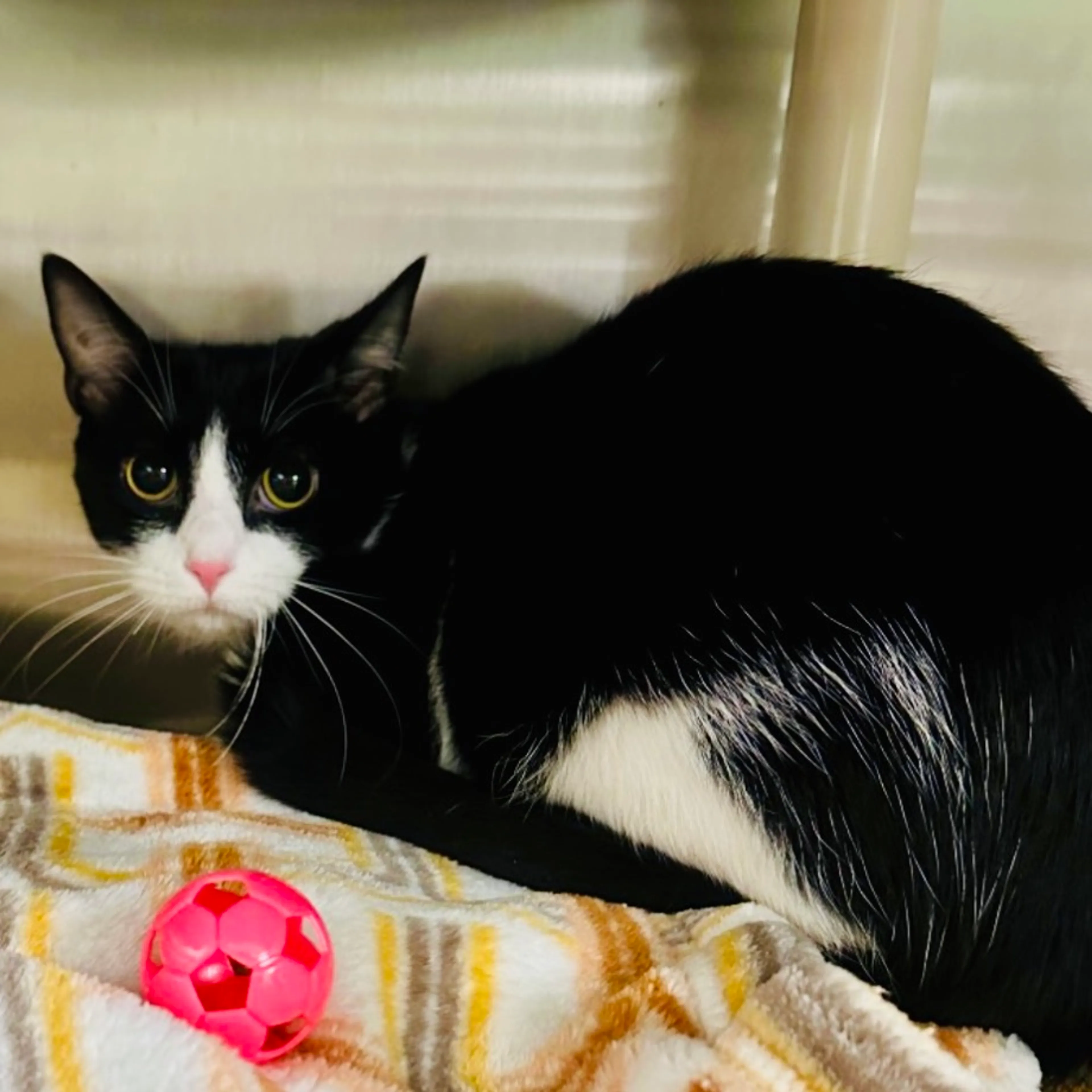 Found pet-1