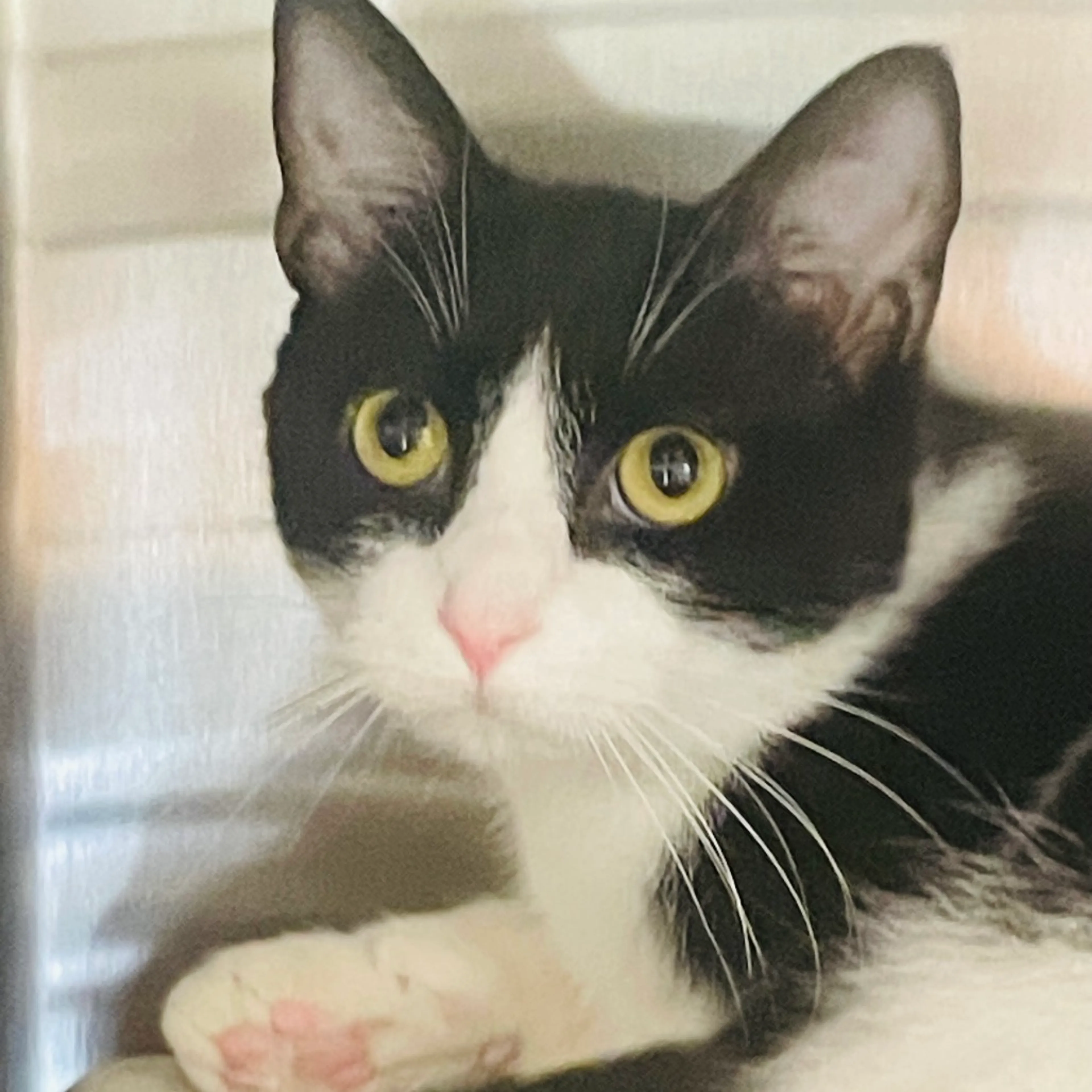 Found pet-3