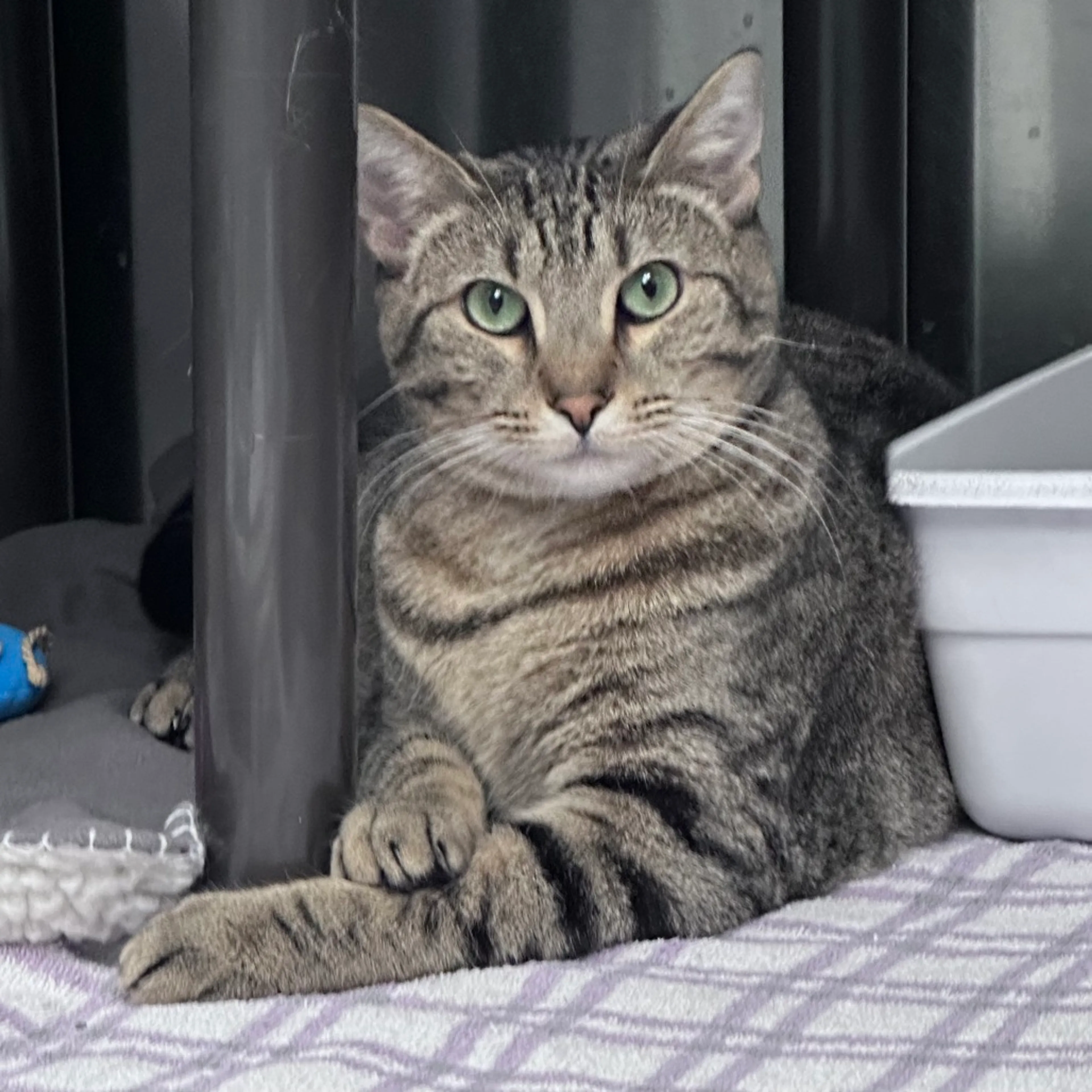 Found pet-1