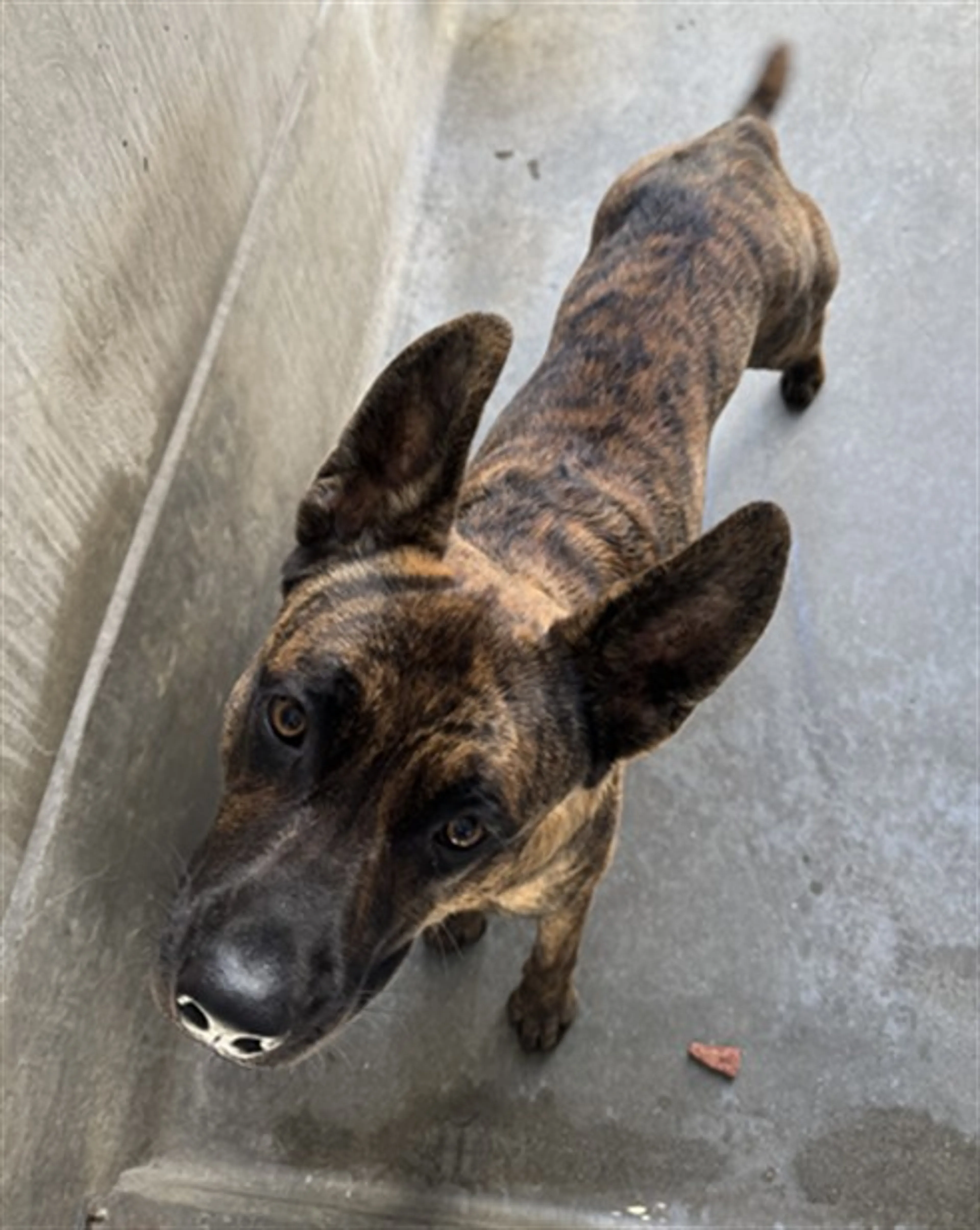 Found pet