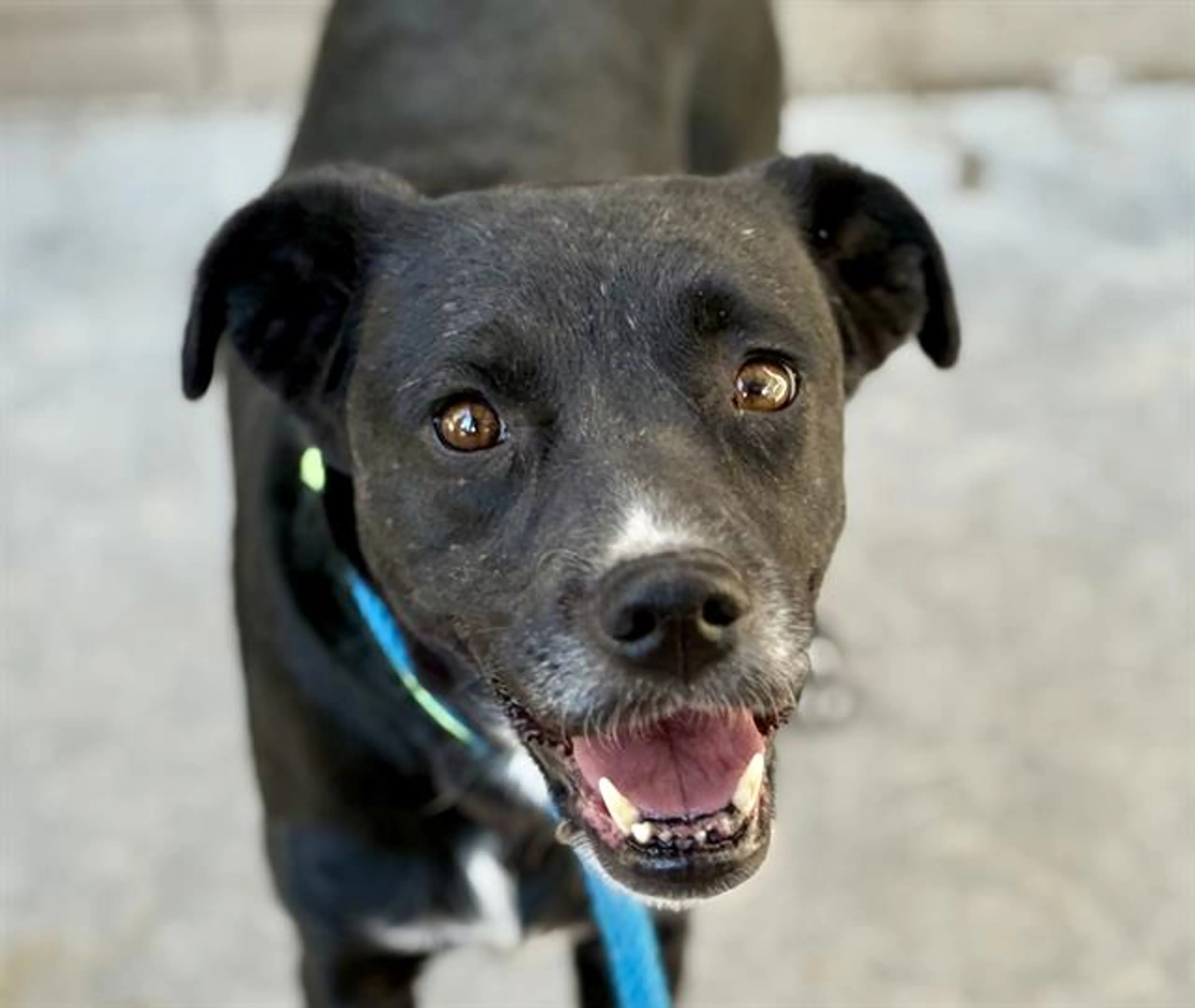 cdn image
