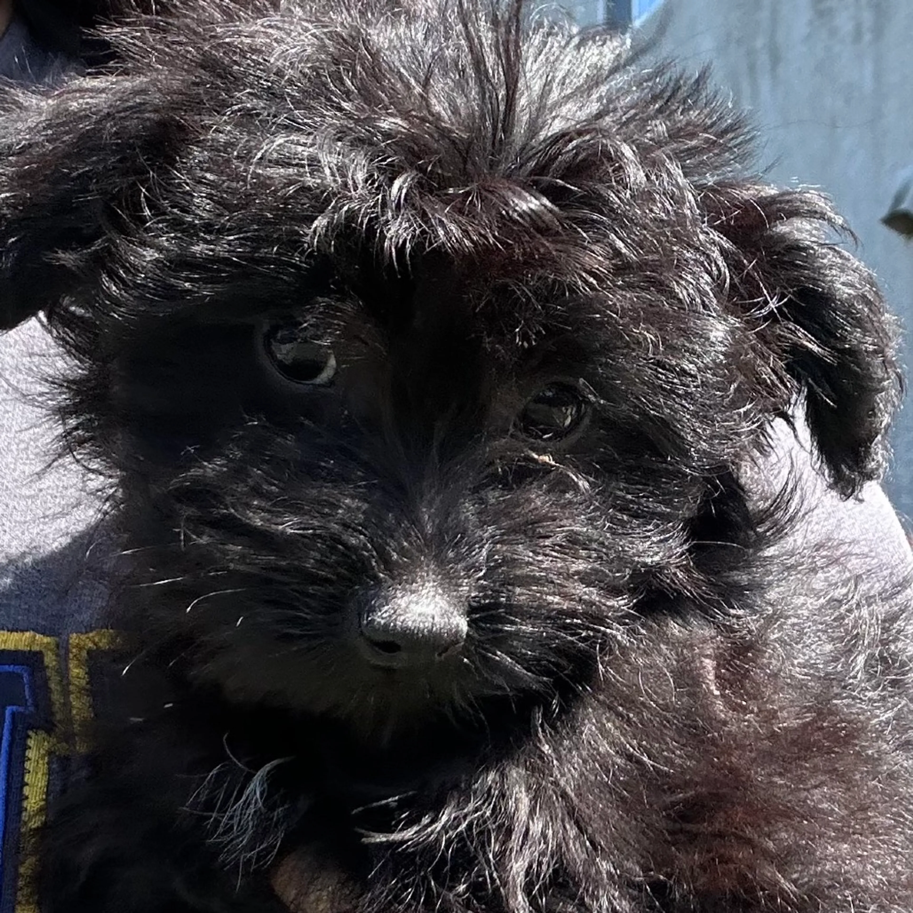 Found pet-1