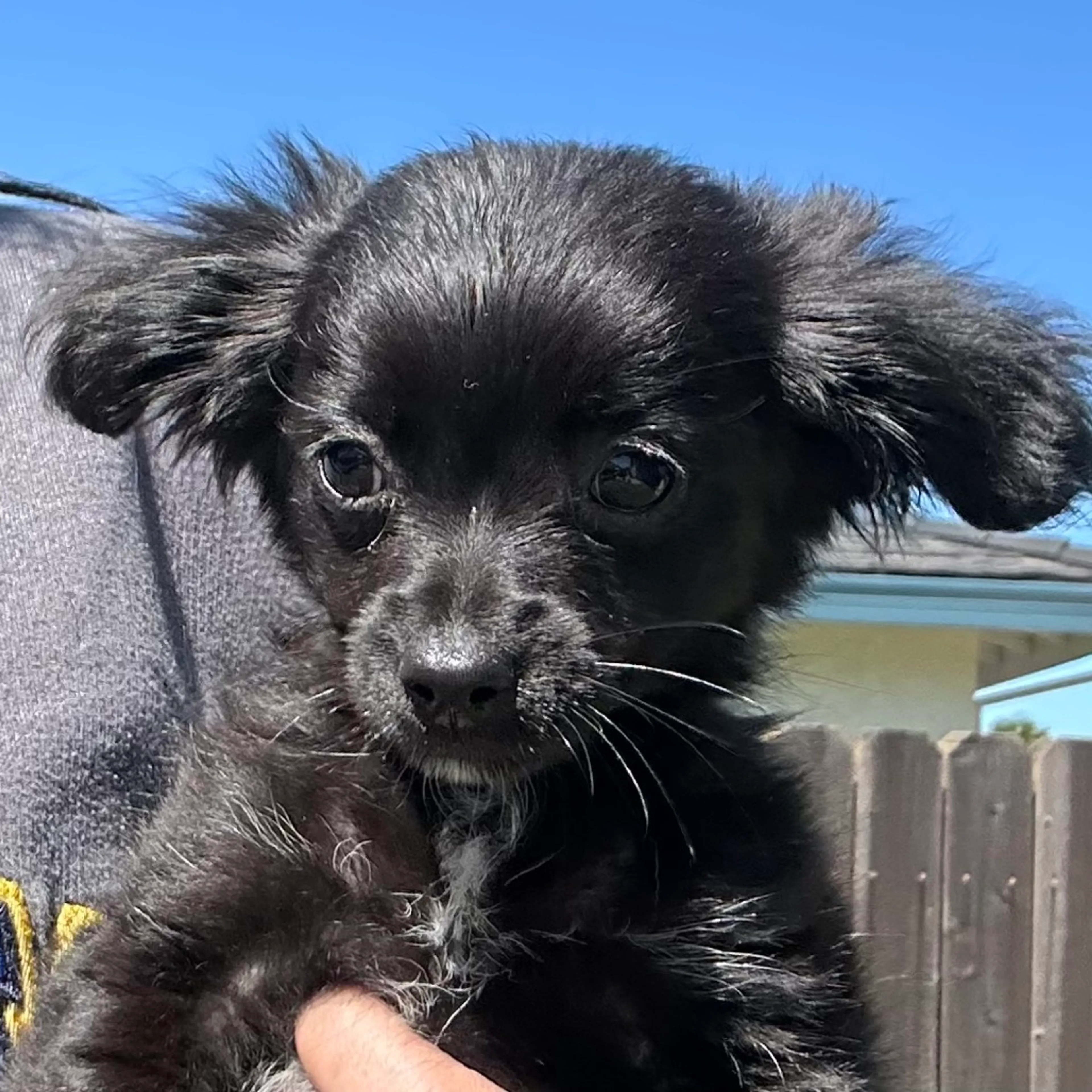 Found pet-1