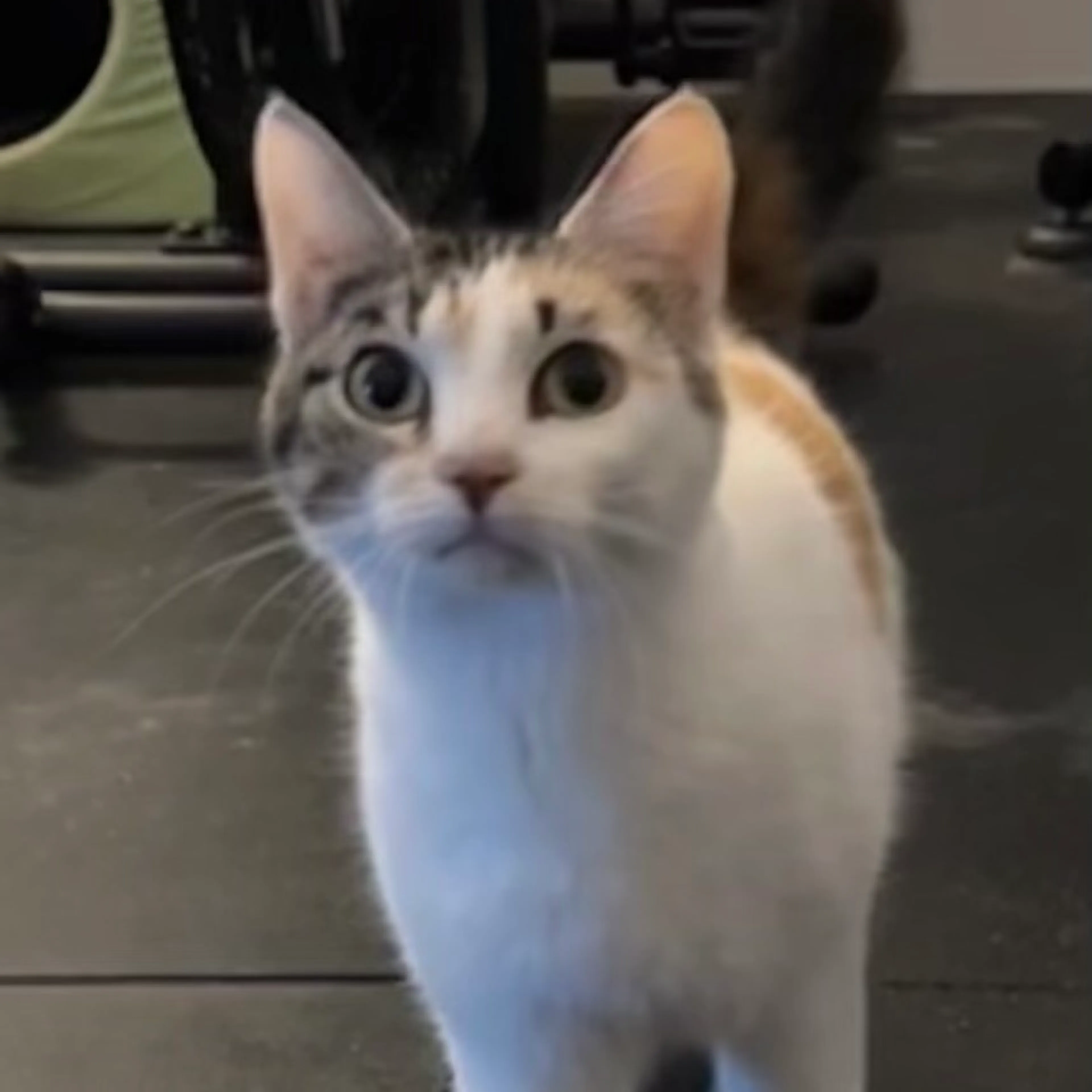 Found pet-3