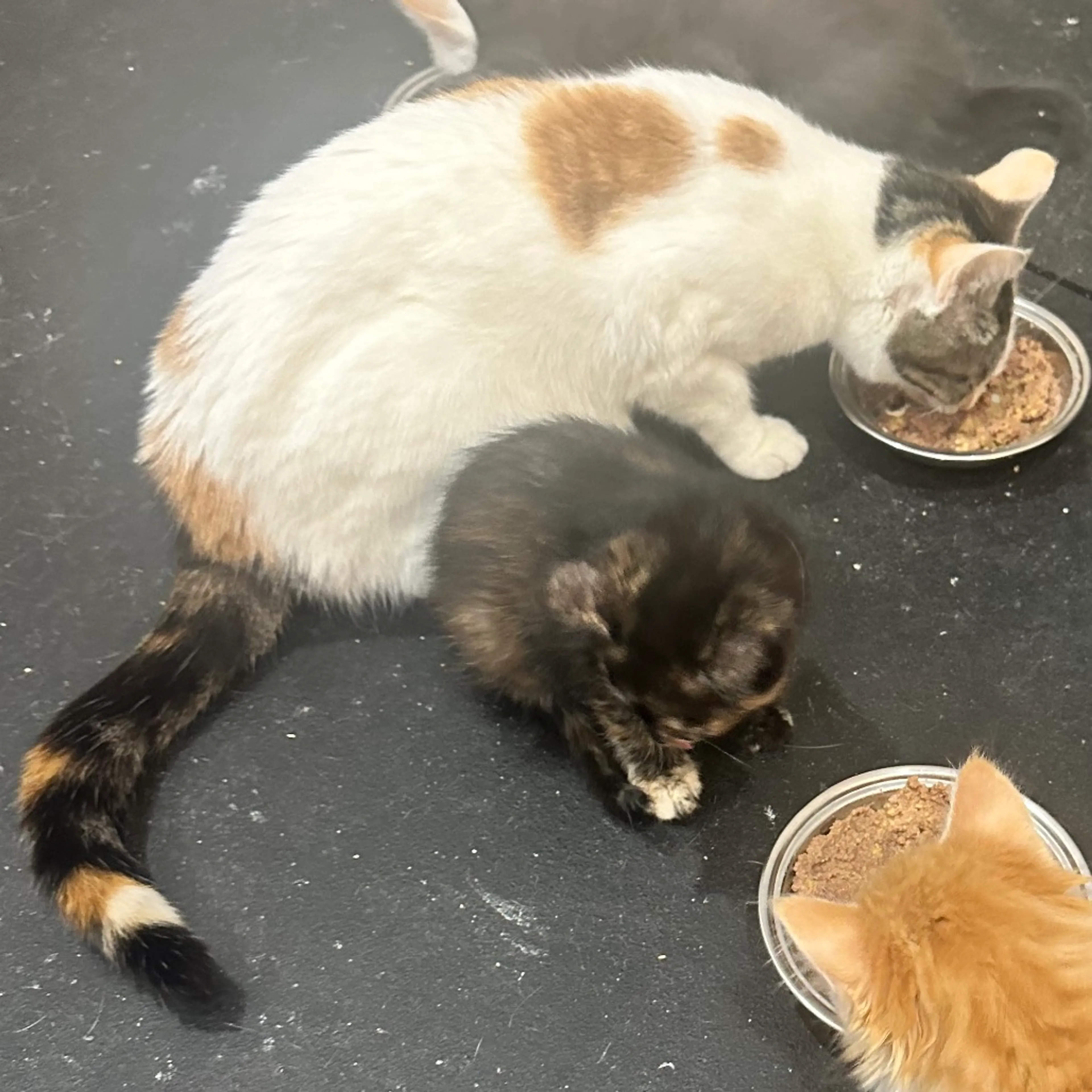 Found pet-2
