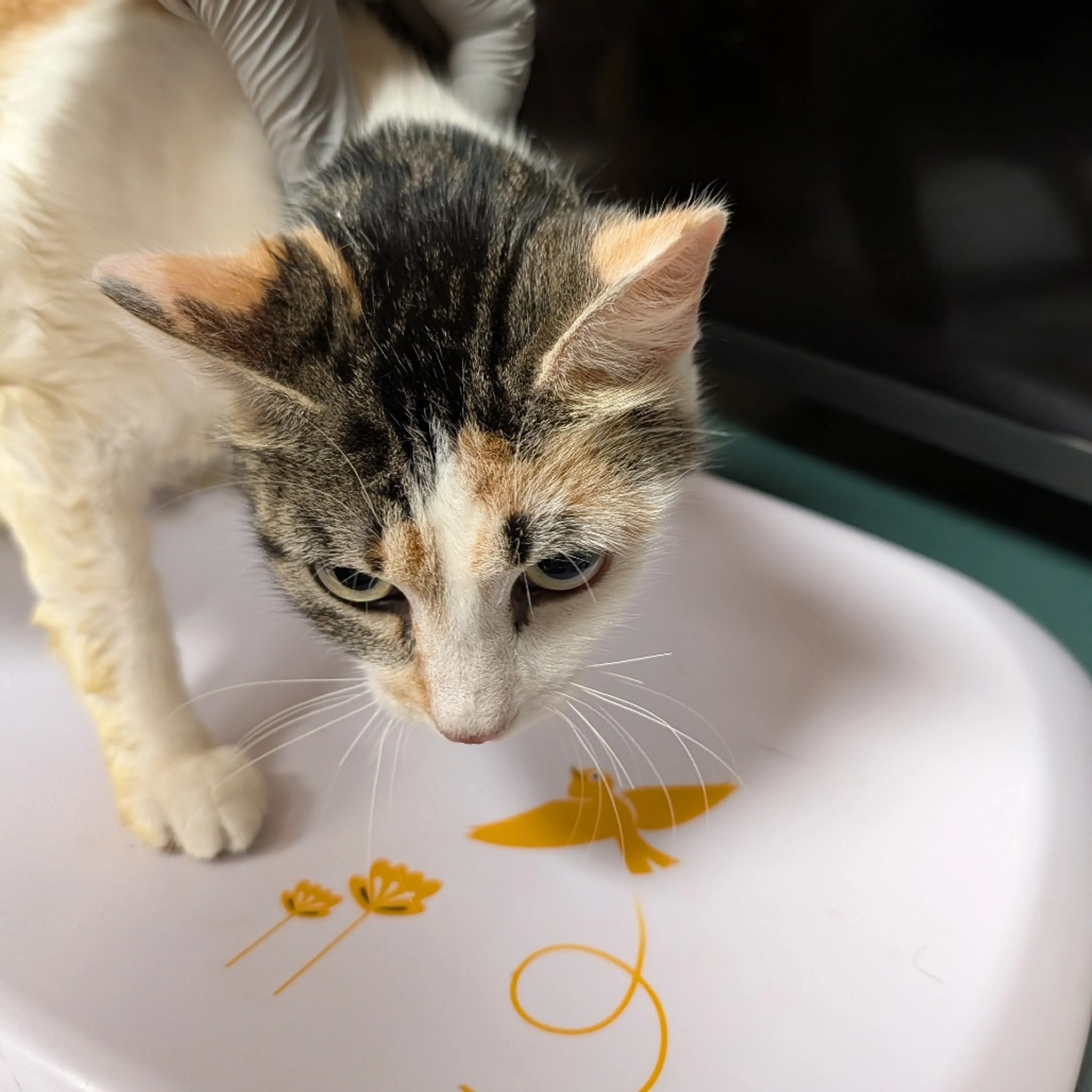 Found pet-1
