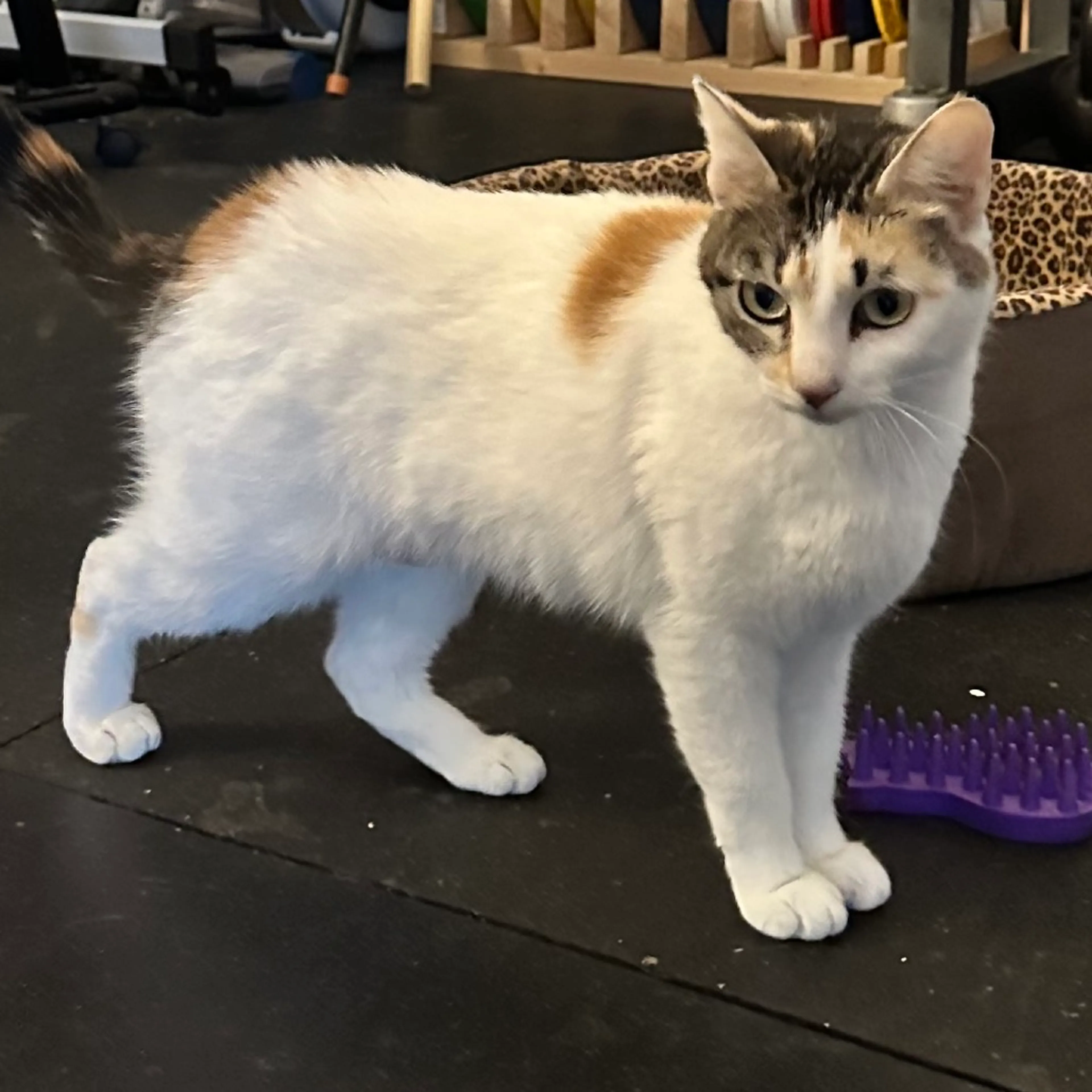 Found pet-0