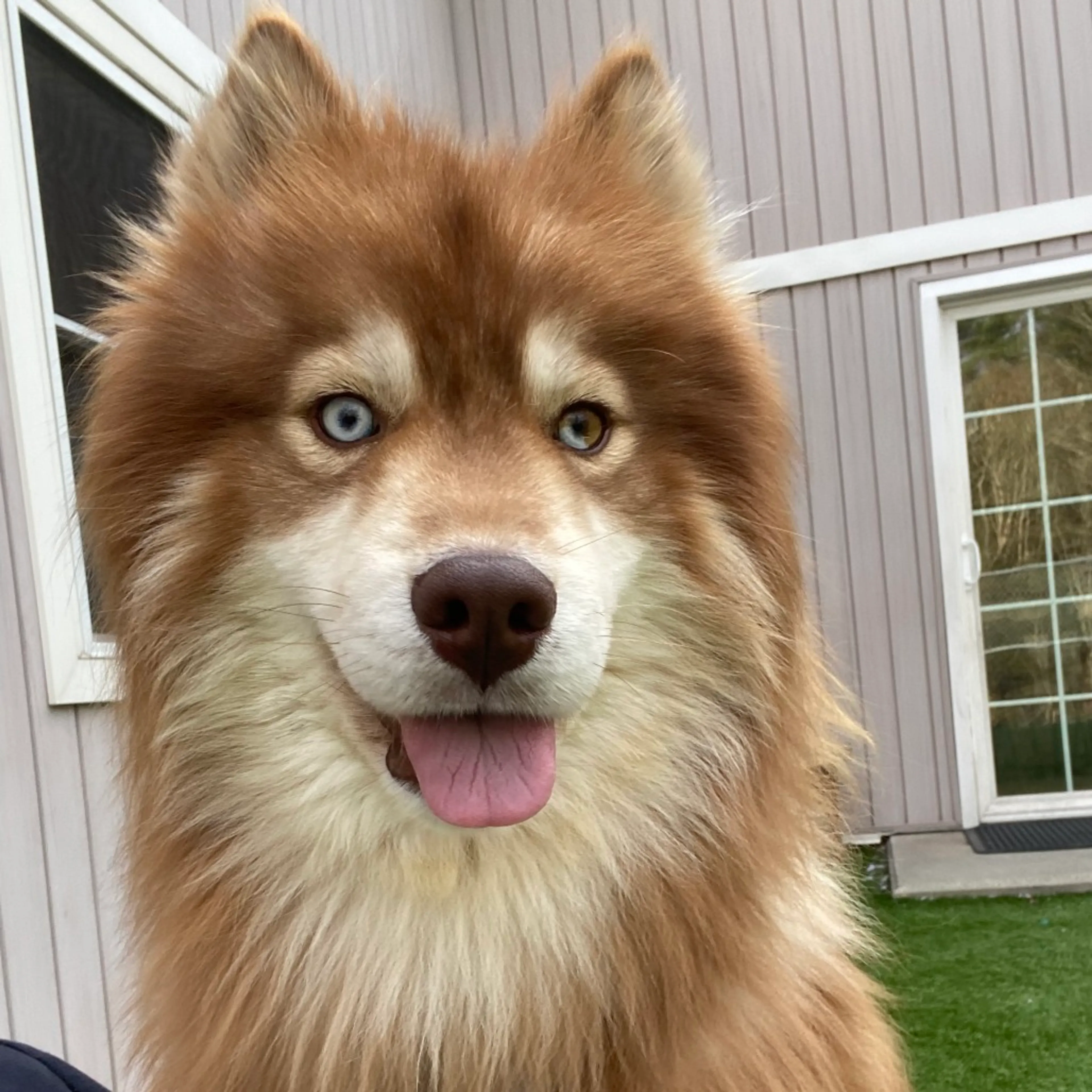 Found pet-2