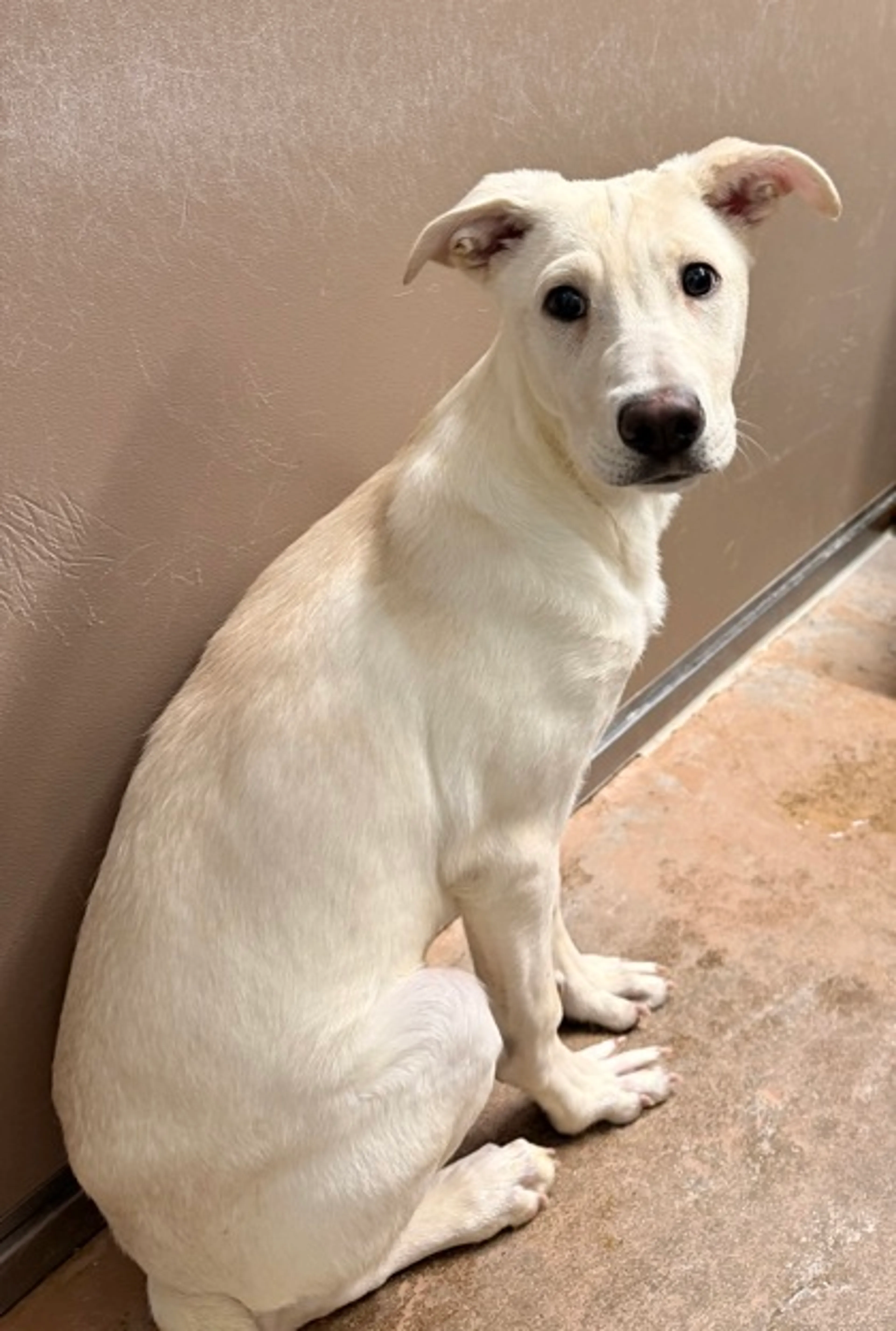 Found pet-2