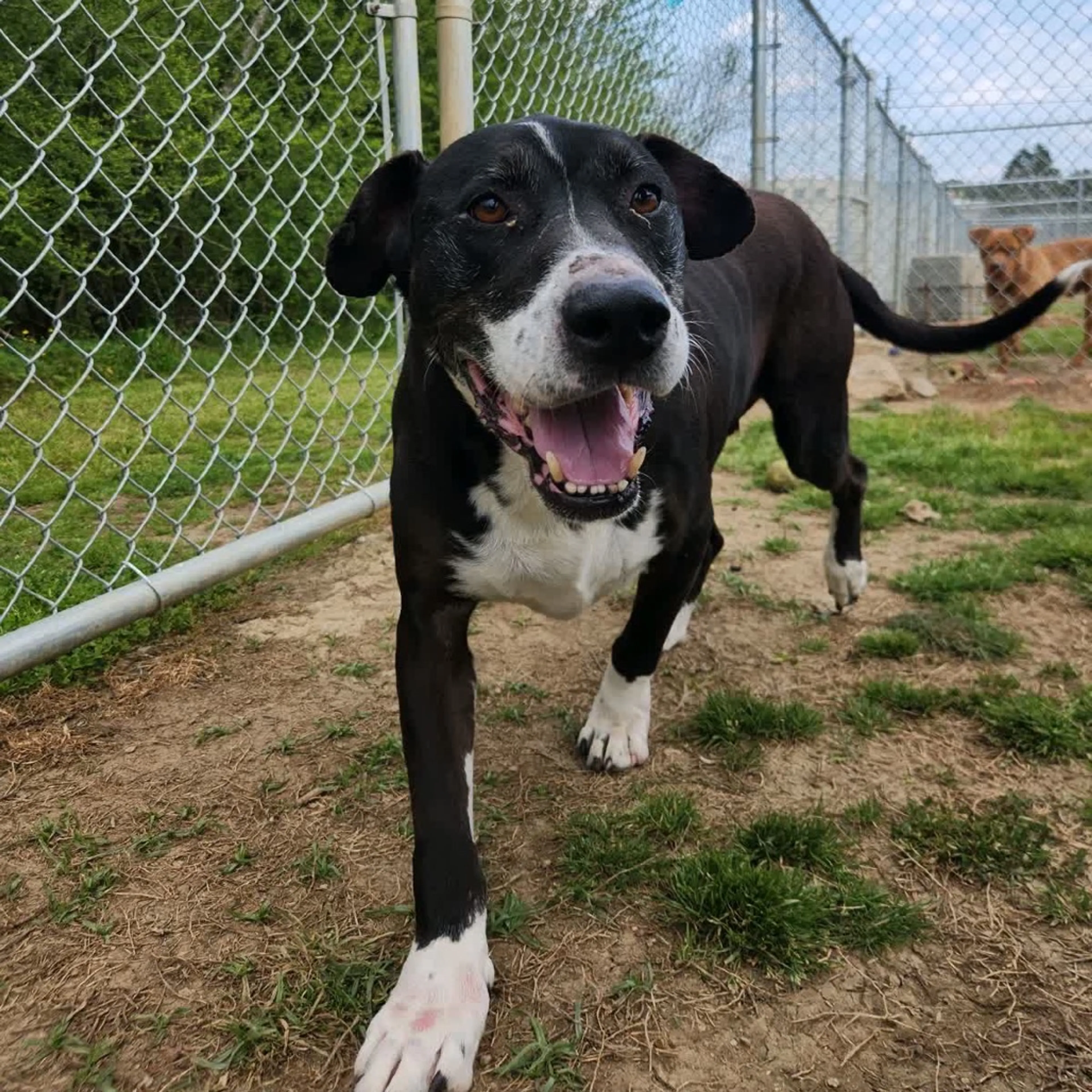 Found pet-12