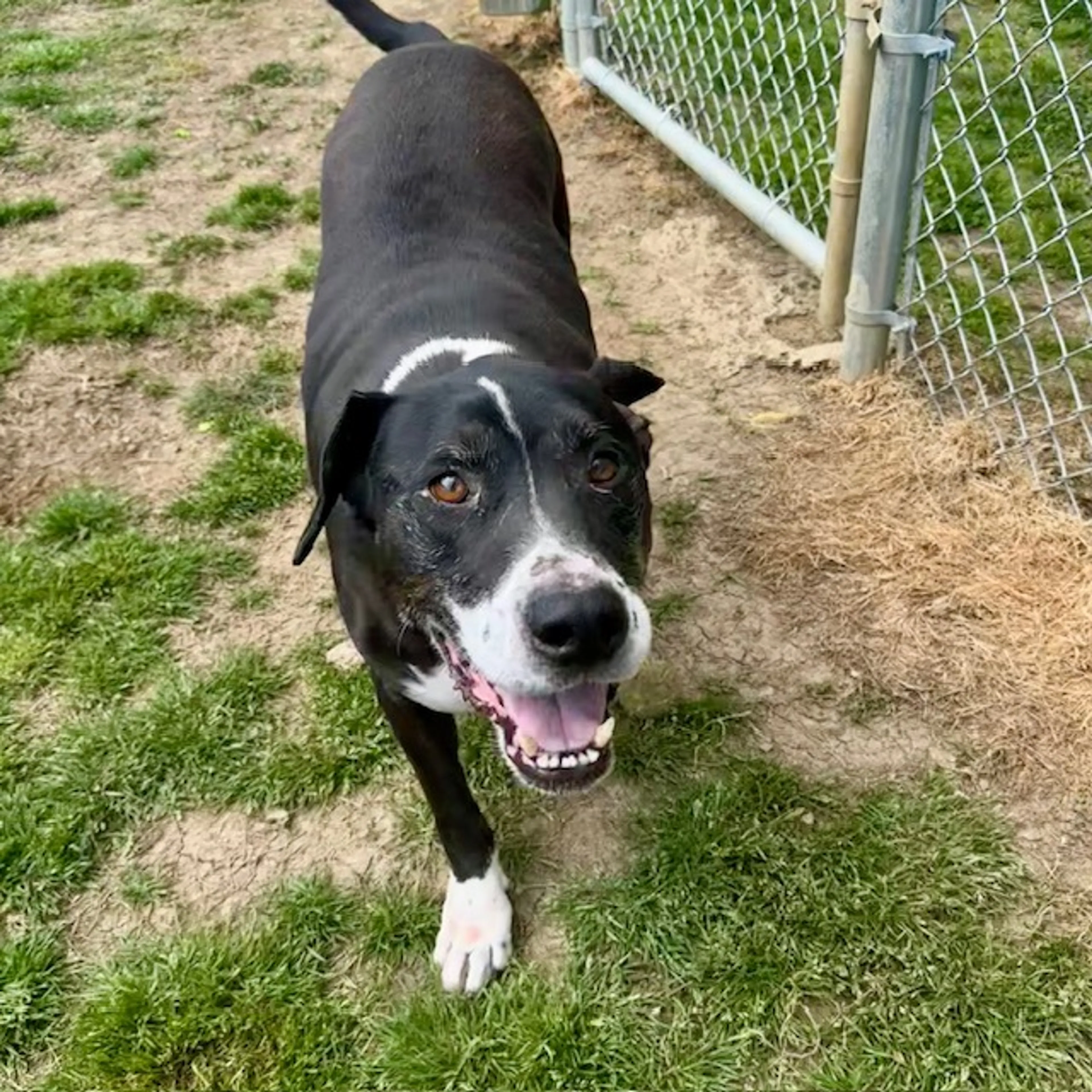 Found pet-5