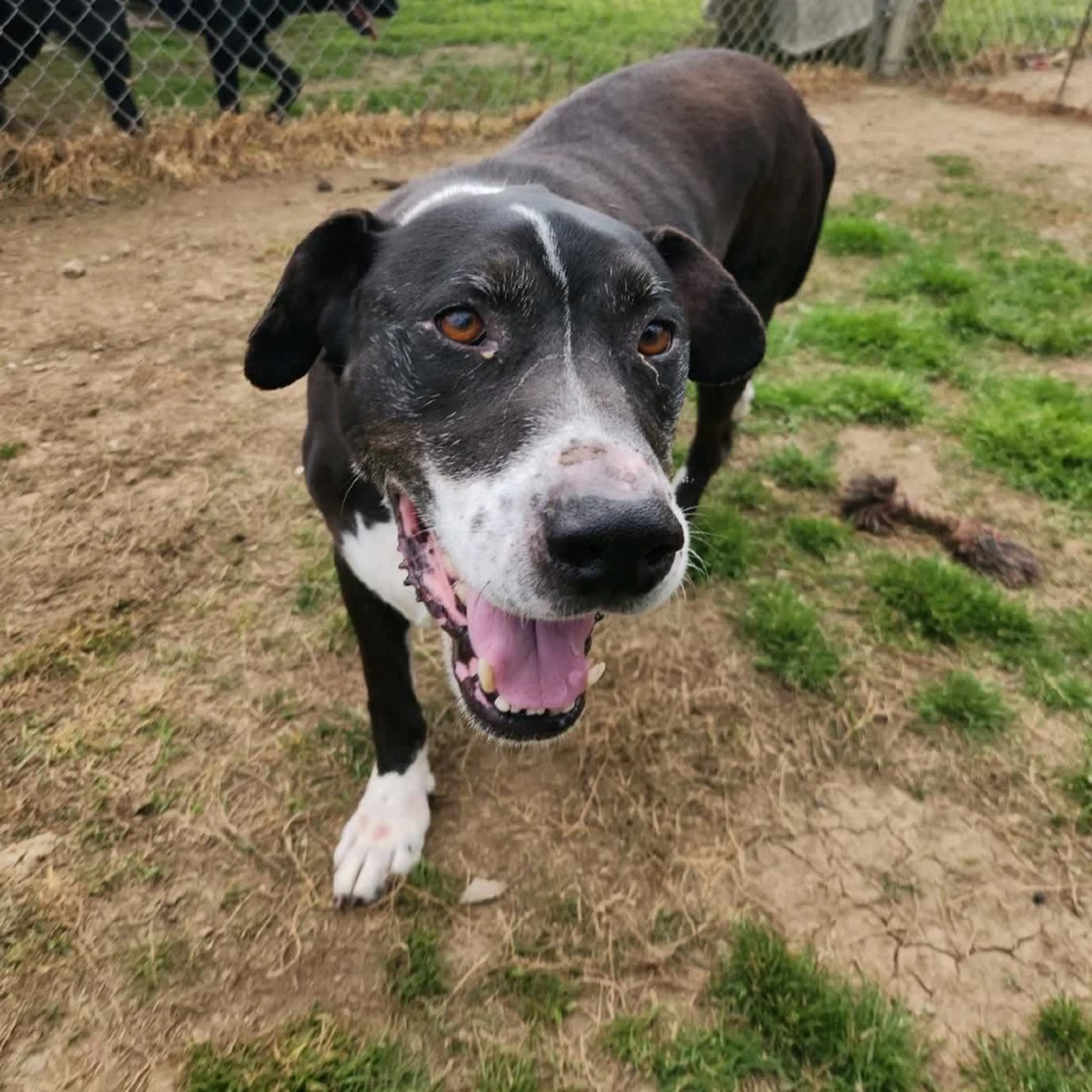 Found pet-13