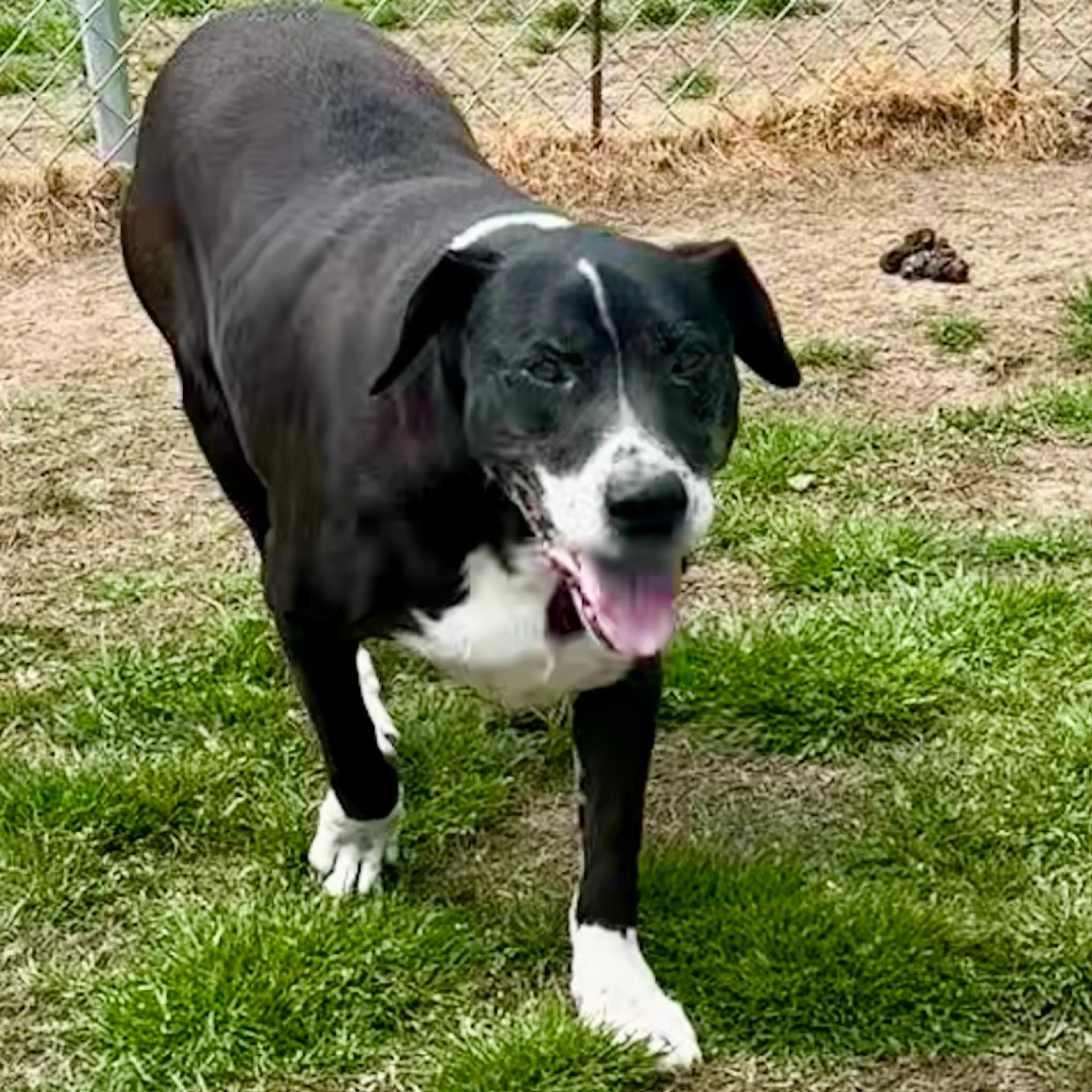 Found pet-9
