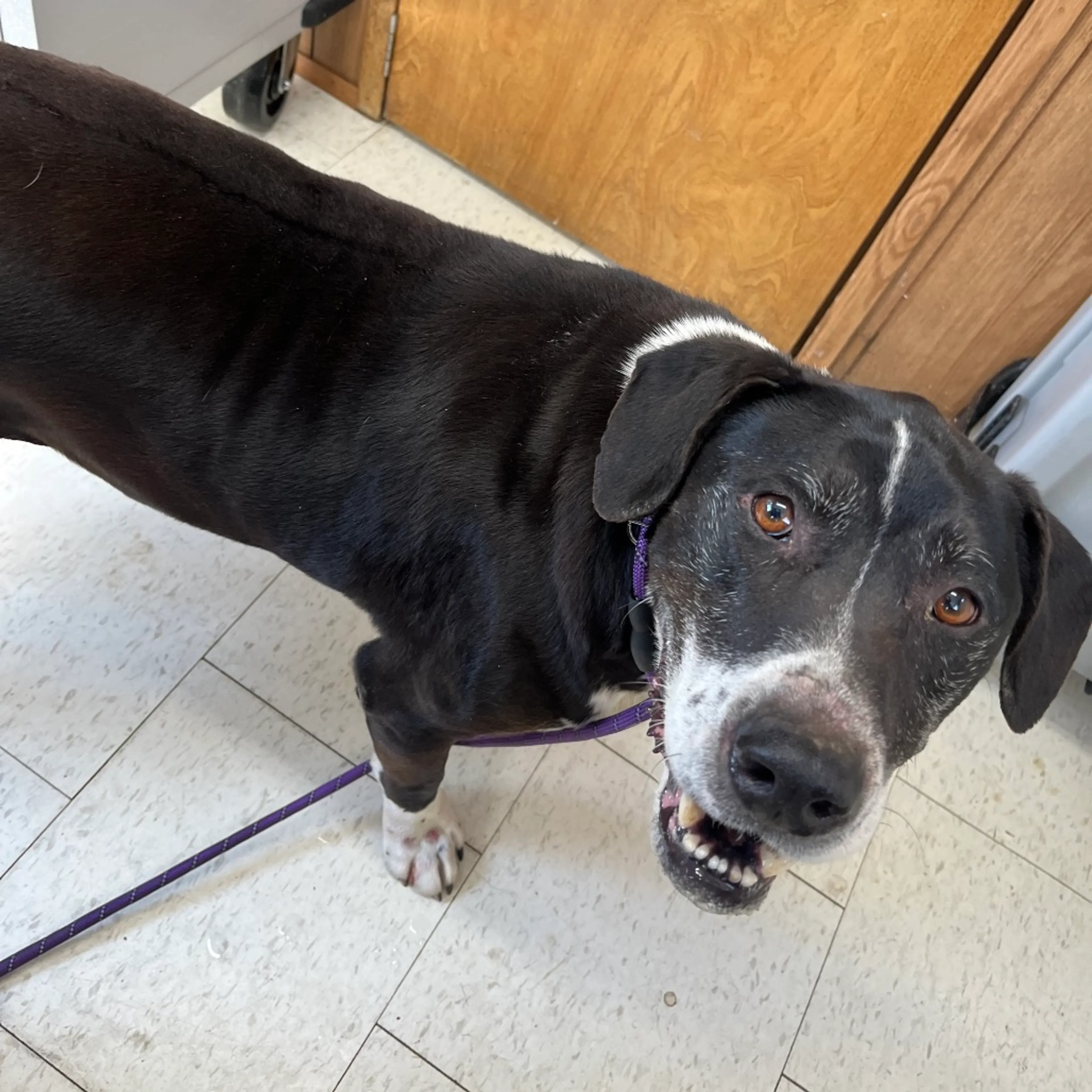 Found pet-1