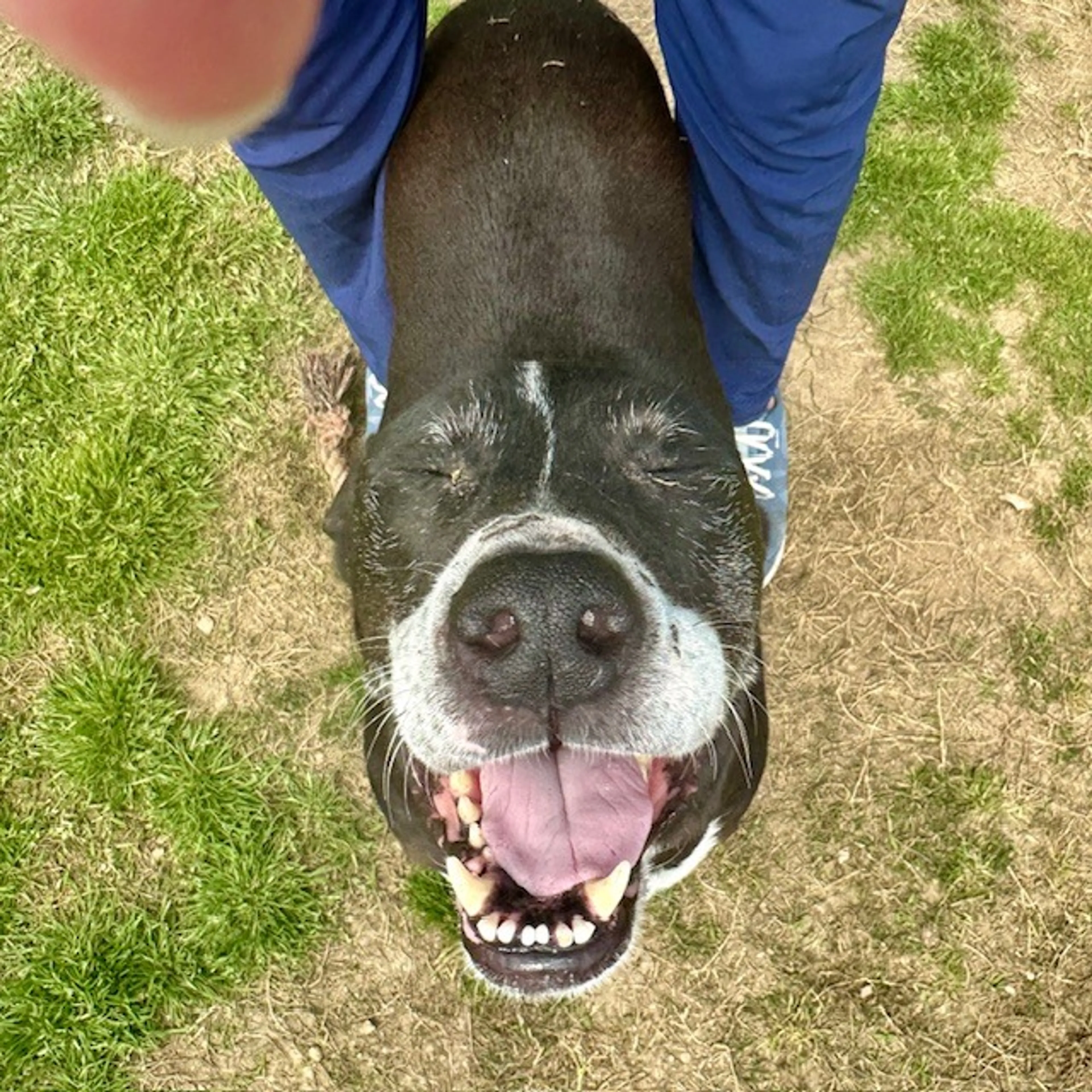 Found pet-2