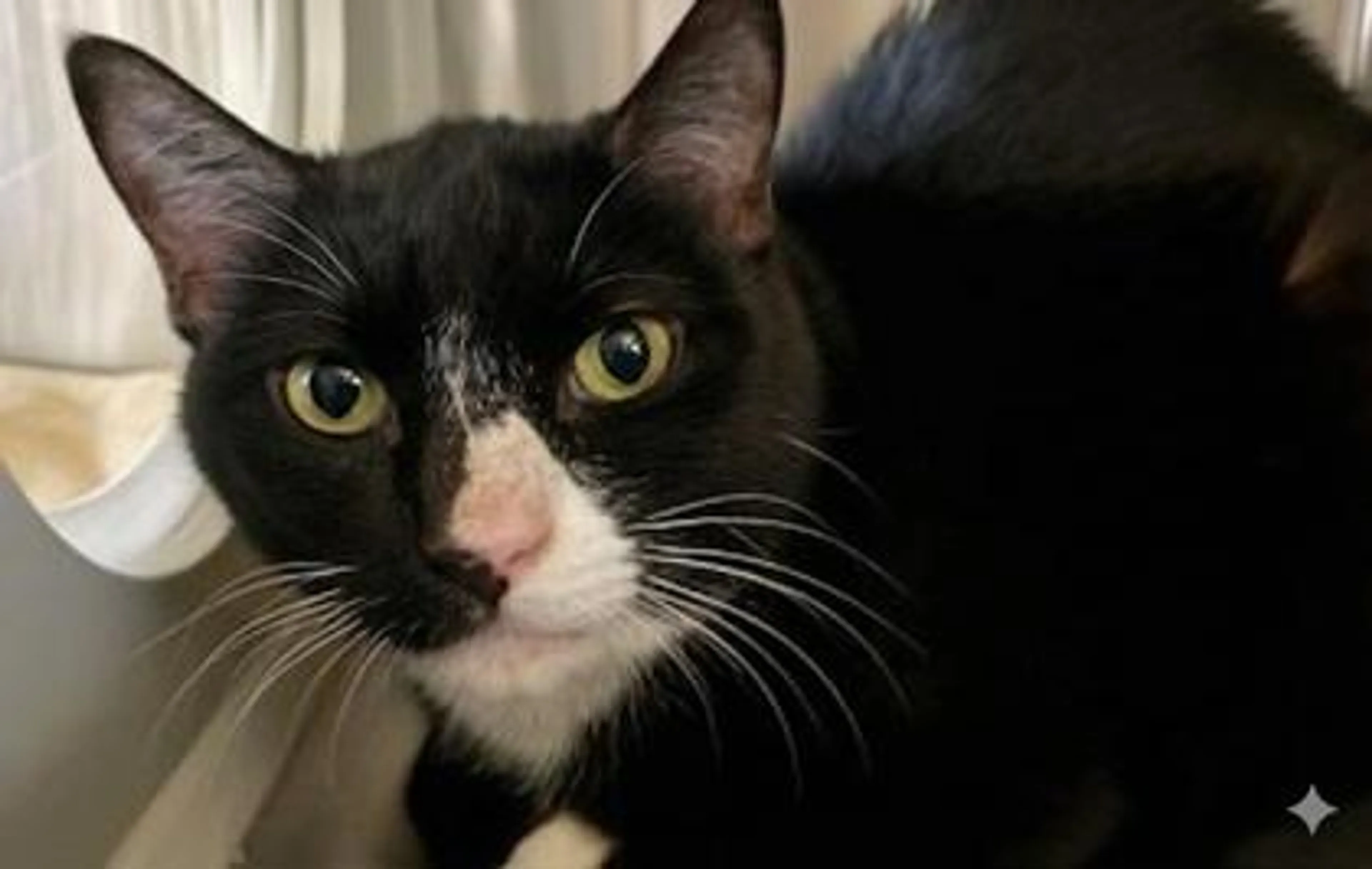 Found pet-1