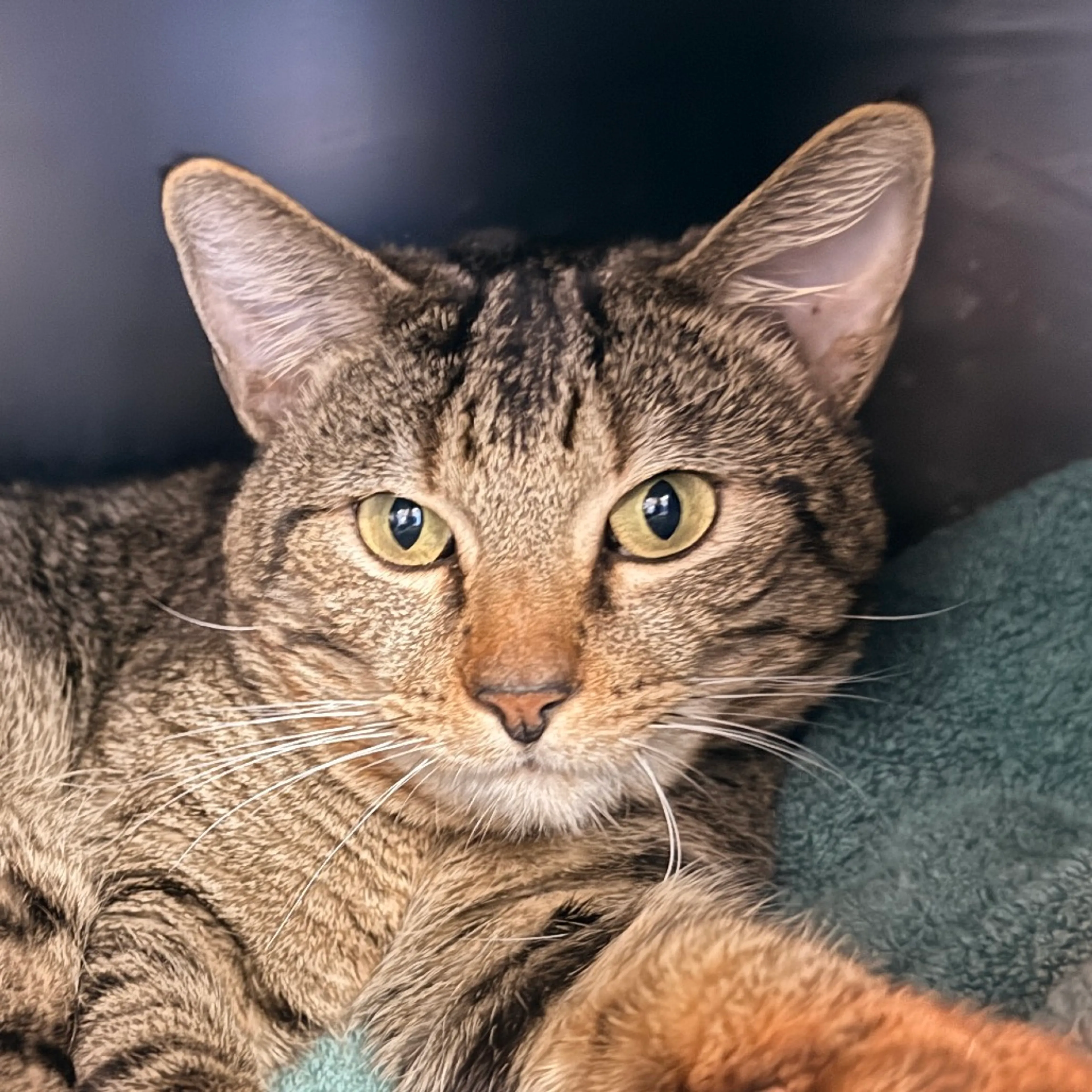 Found pet-2