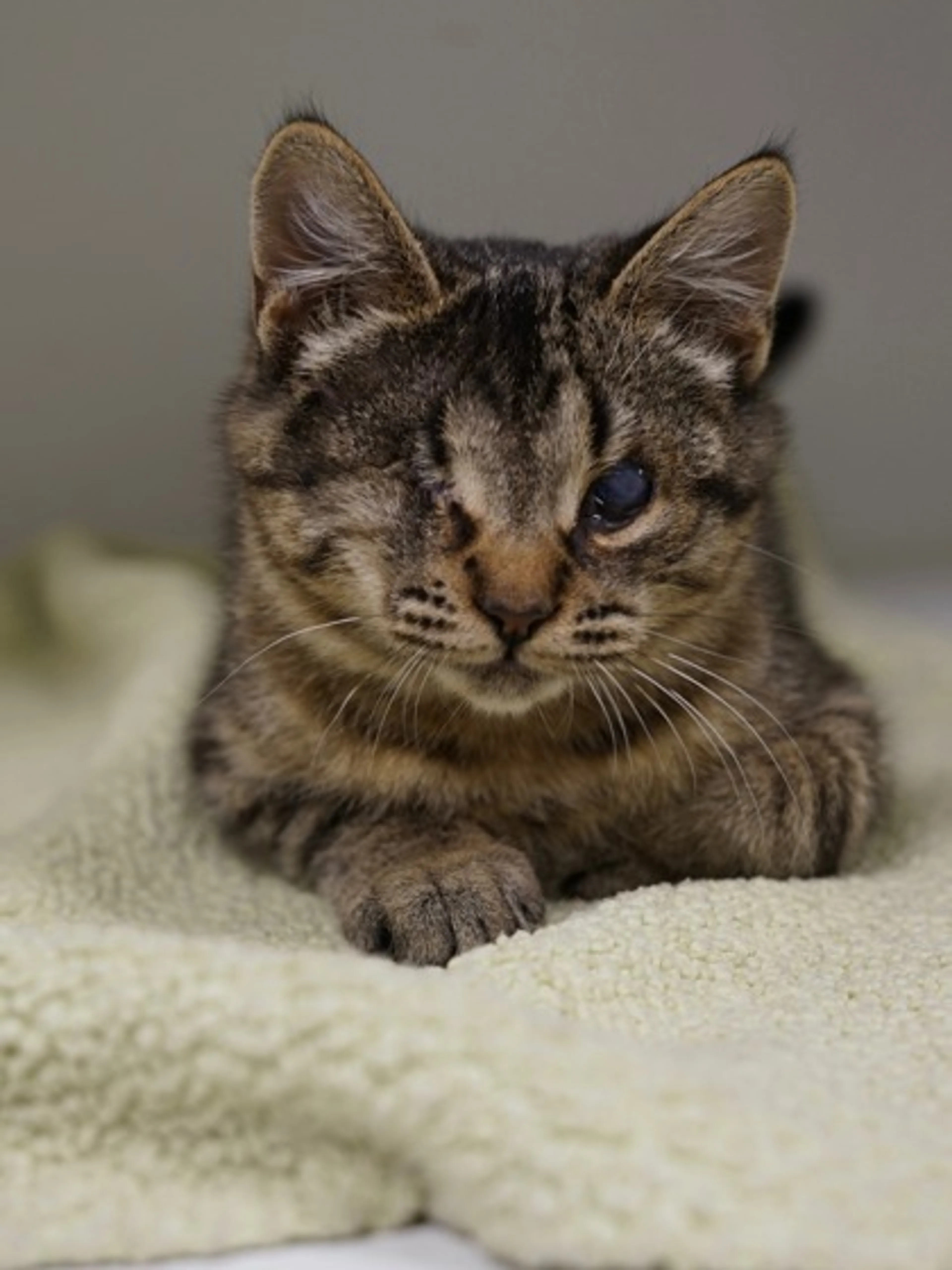 Found pet-1
