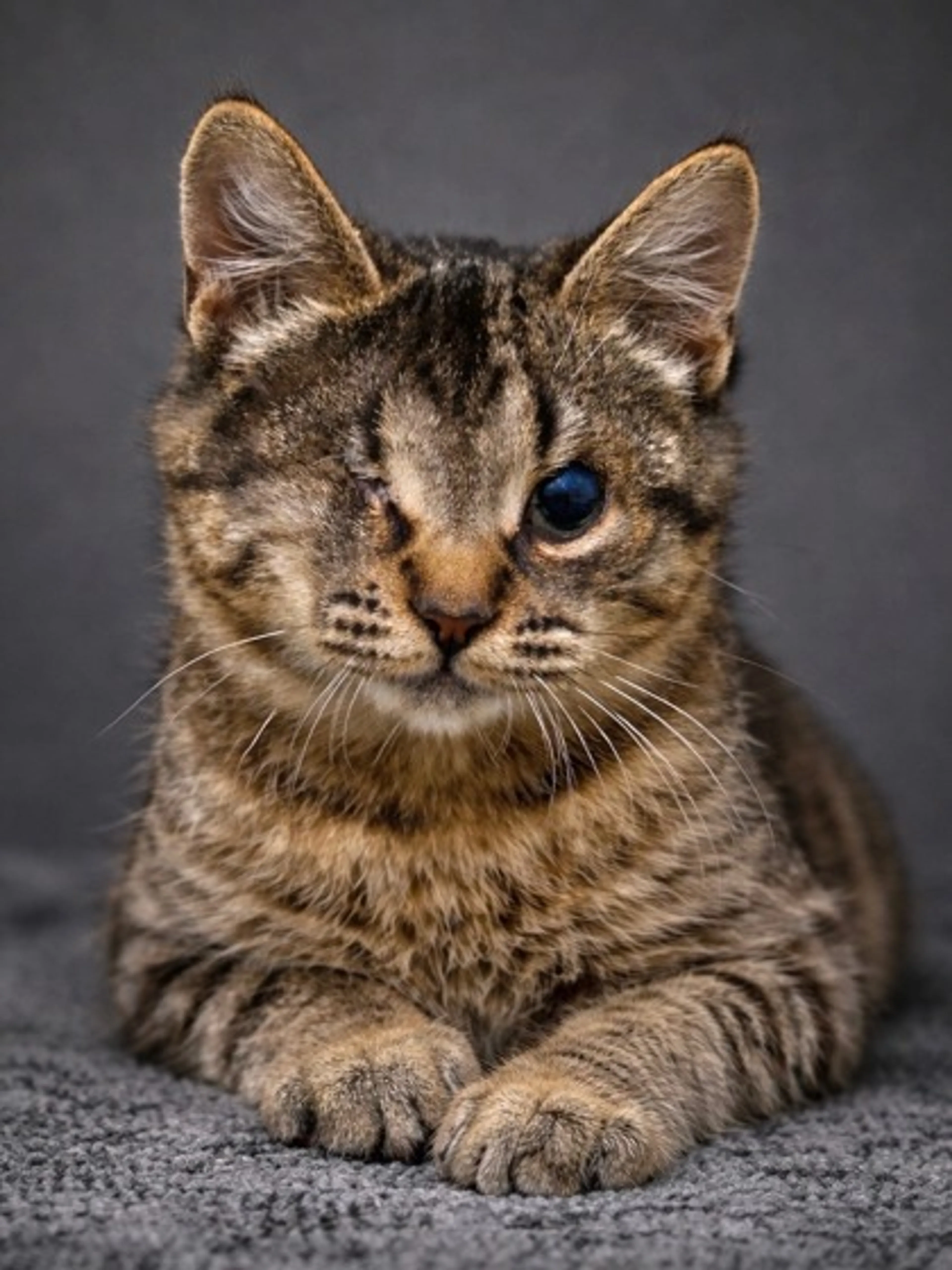 Found pet-0