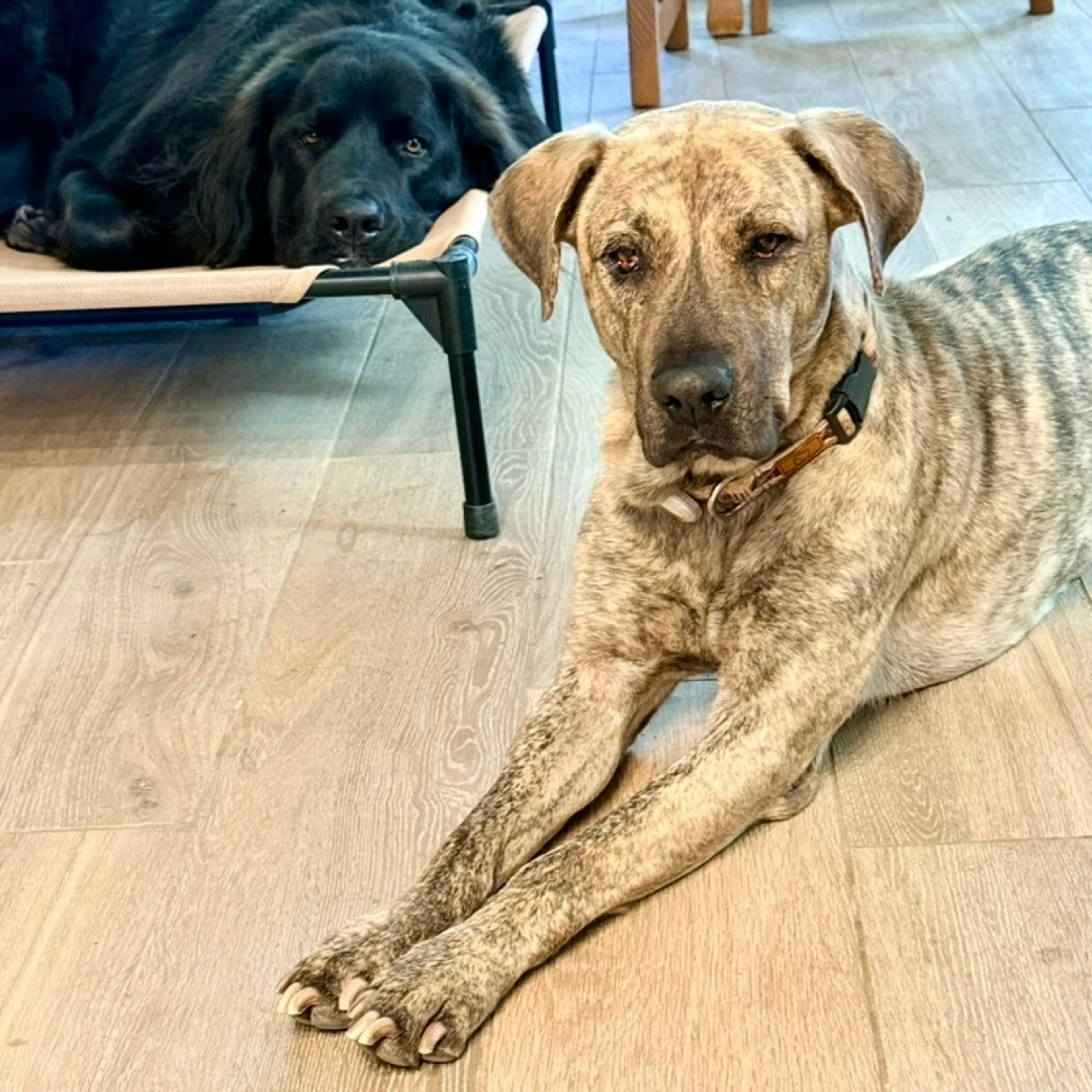 Found pet-2