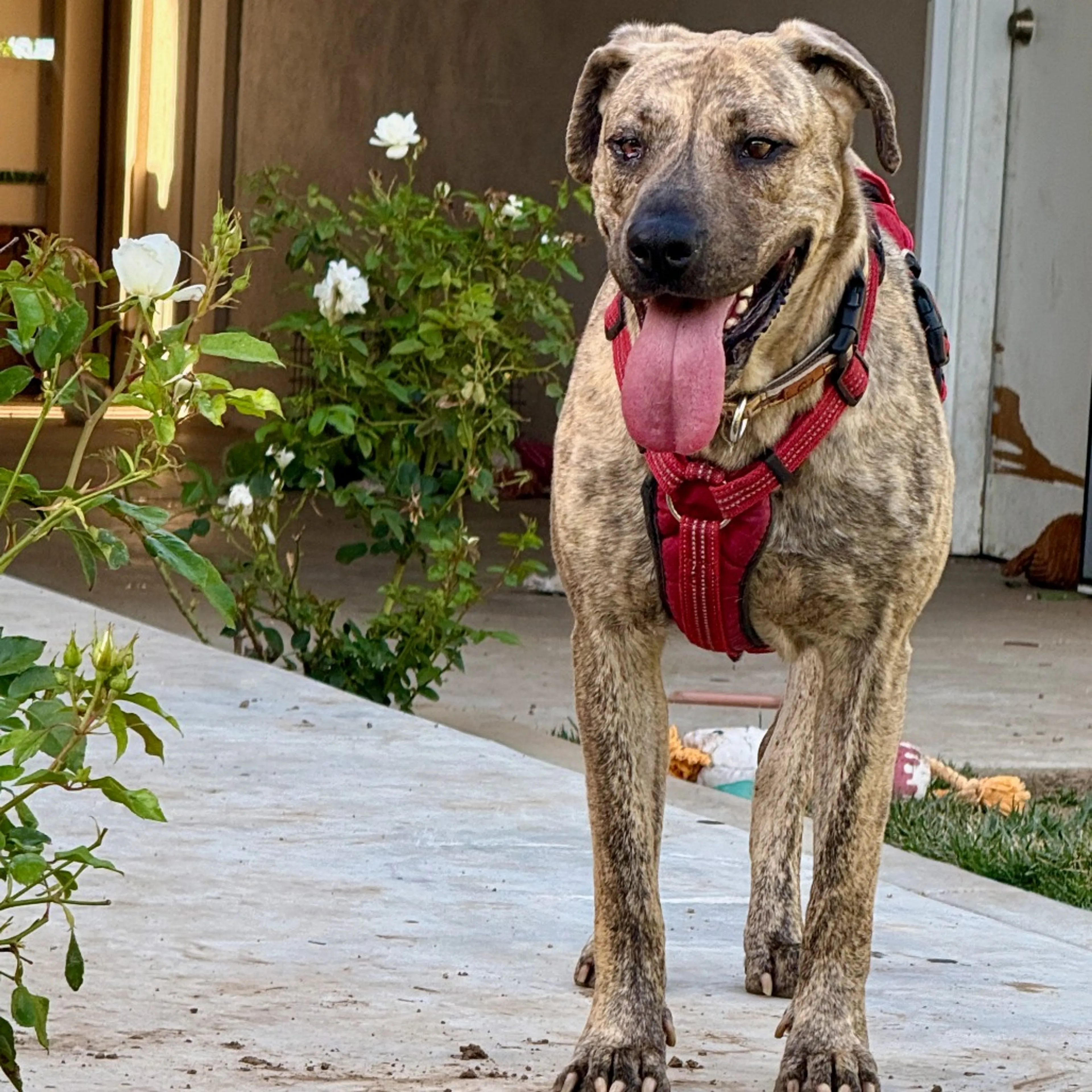 Found pet-5