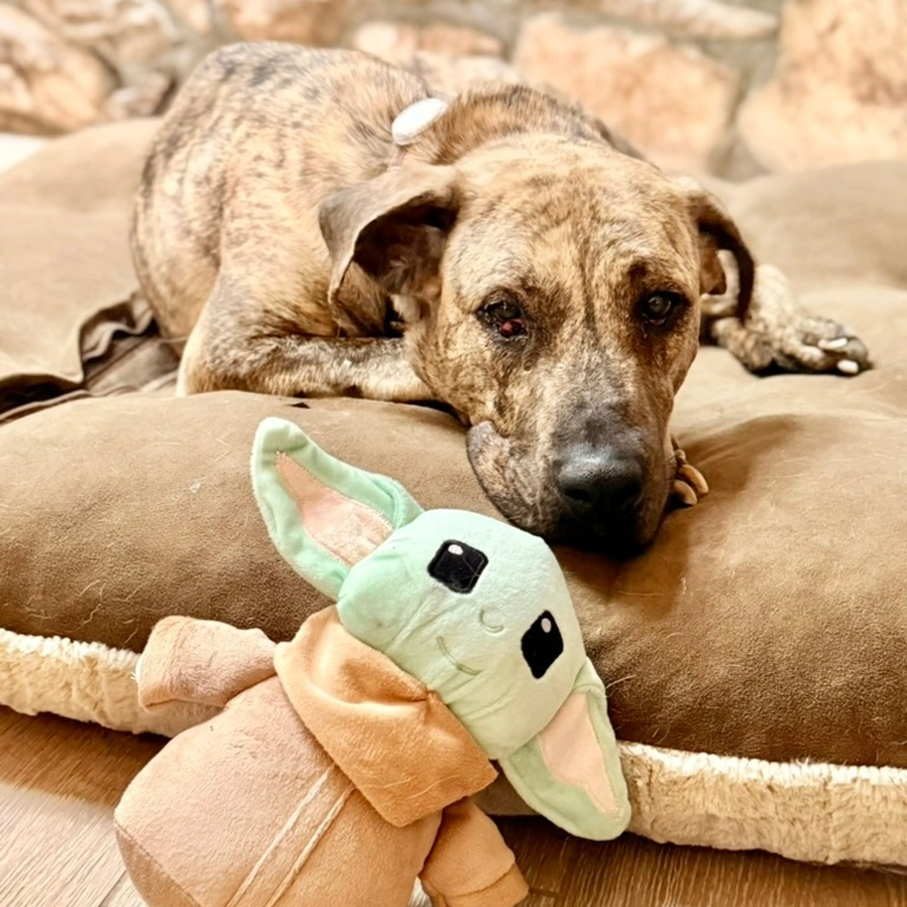 Found pet-1