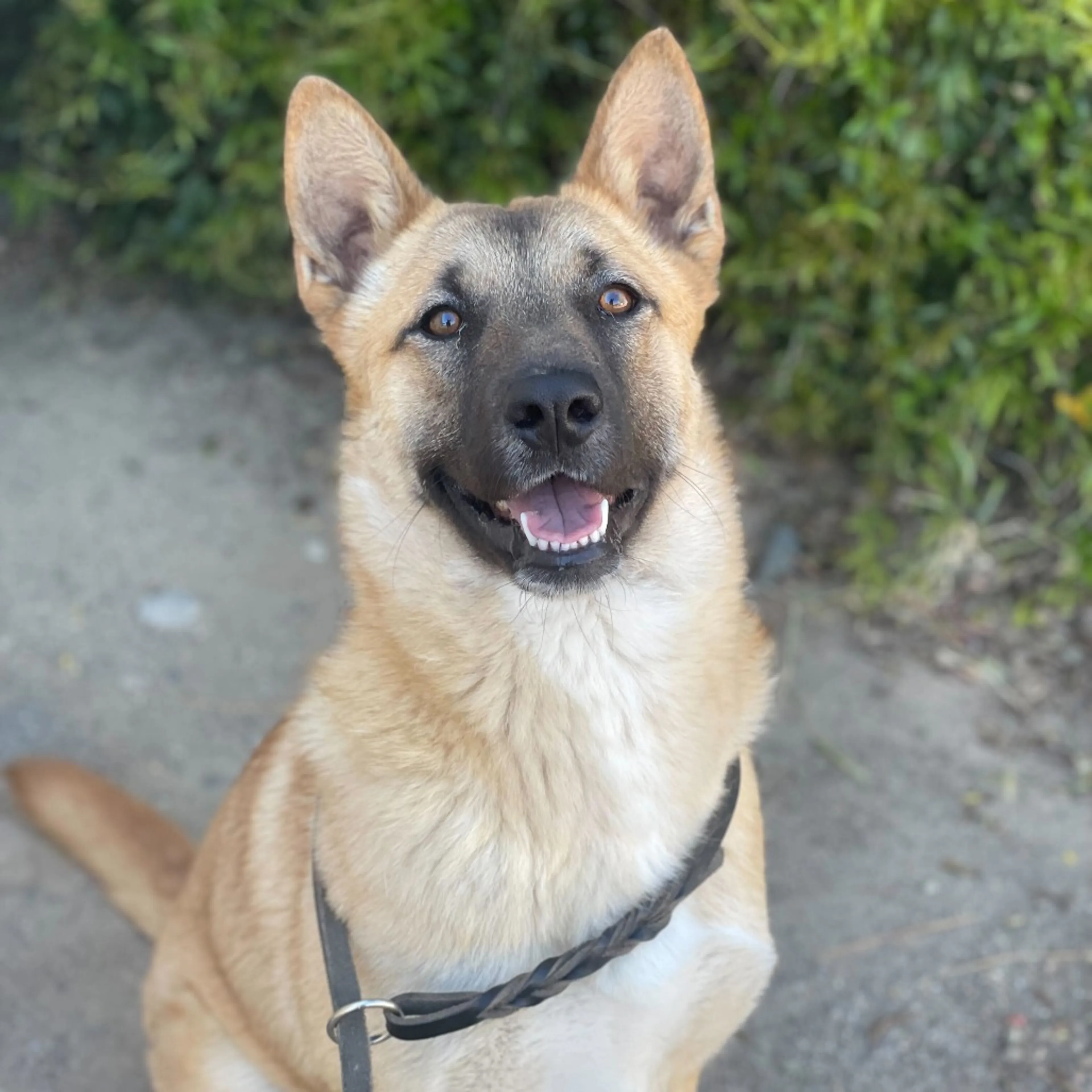 Found pet-1