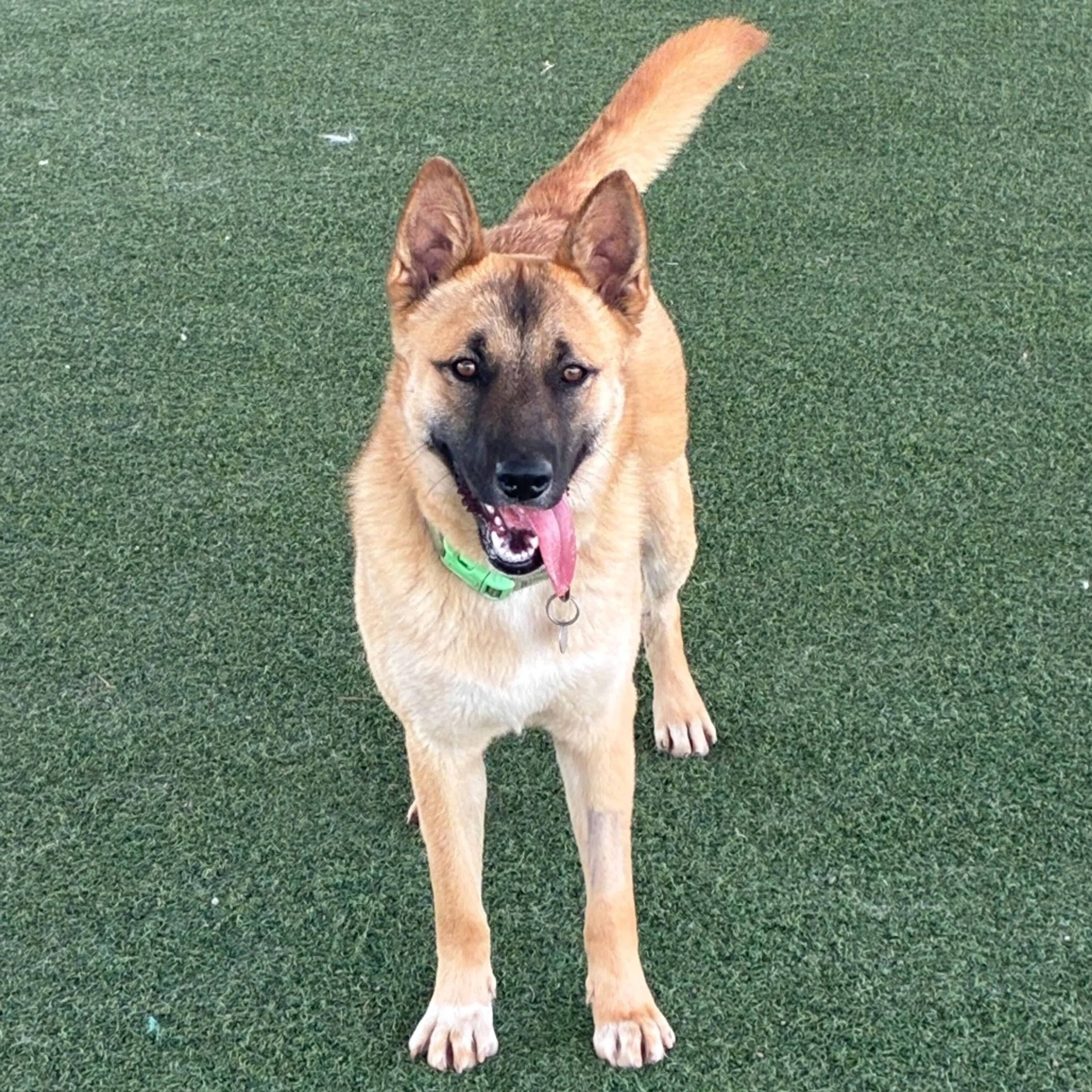 Found pet-6