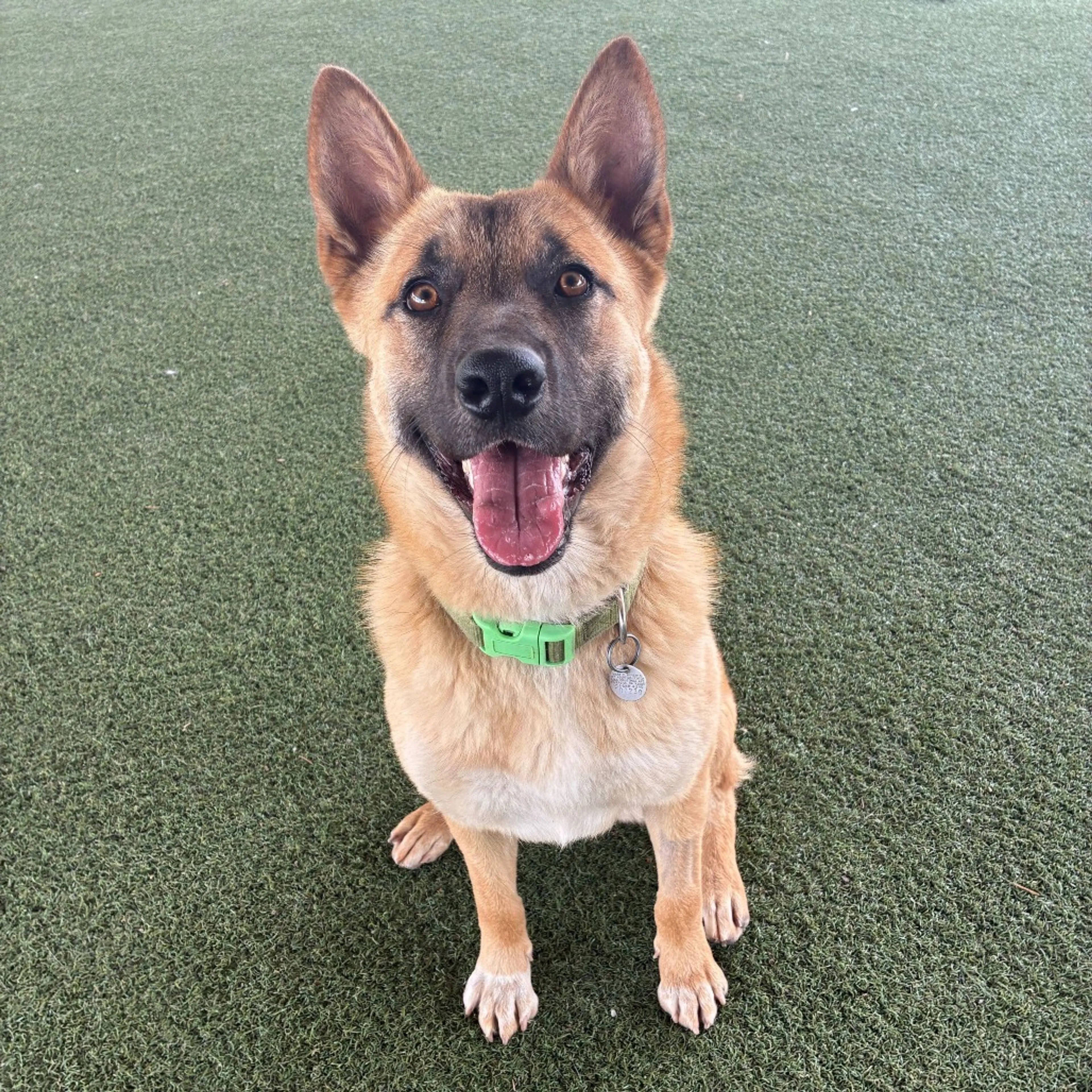 Found pet-4