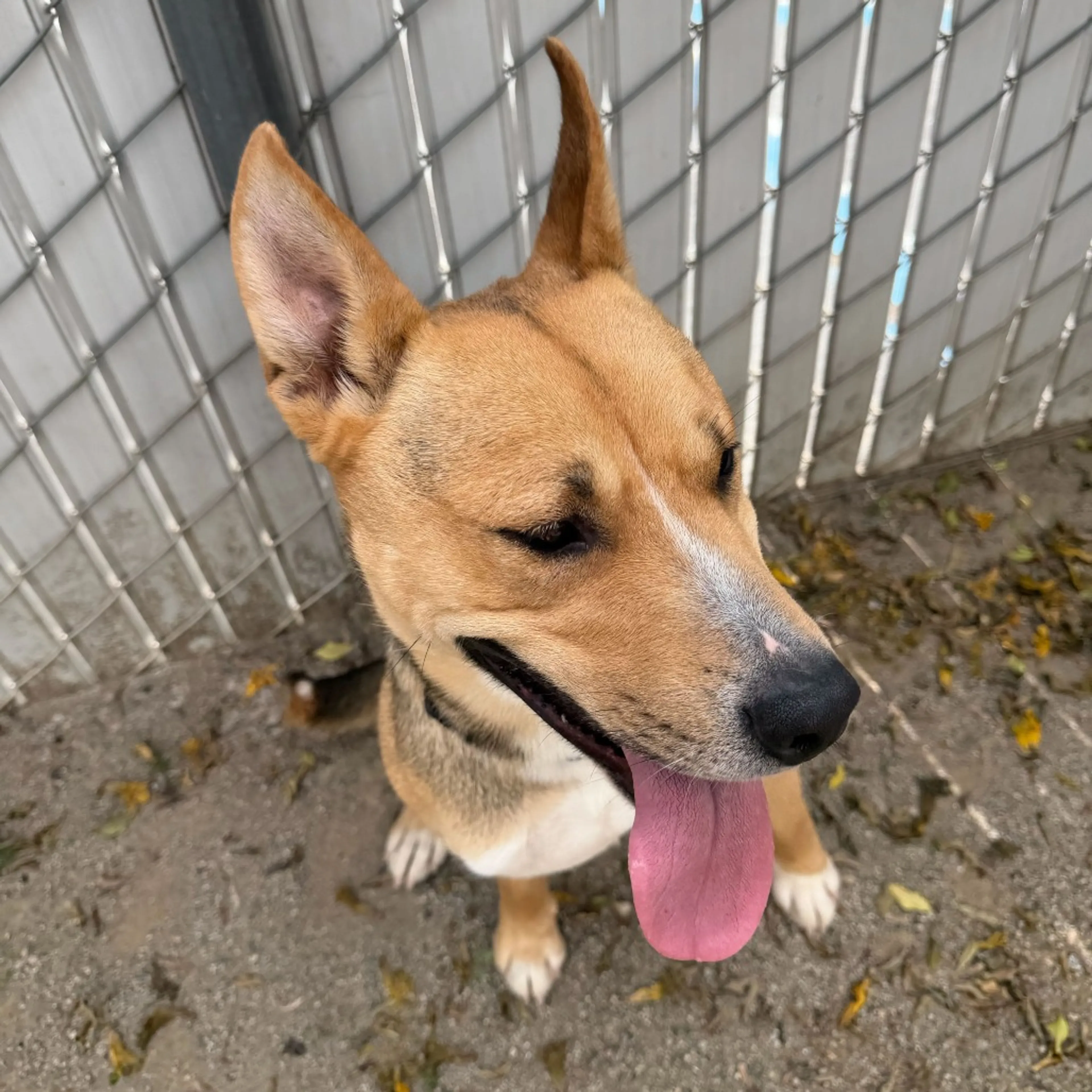 Found pet-4