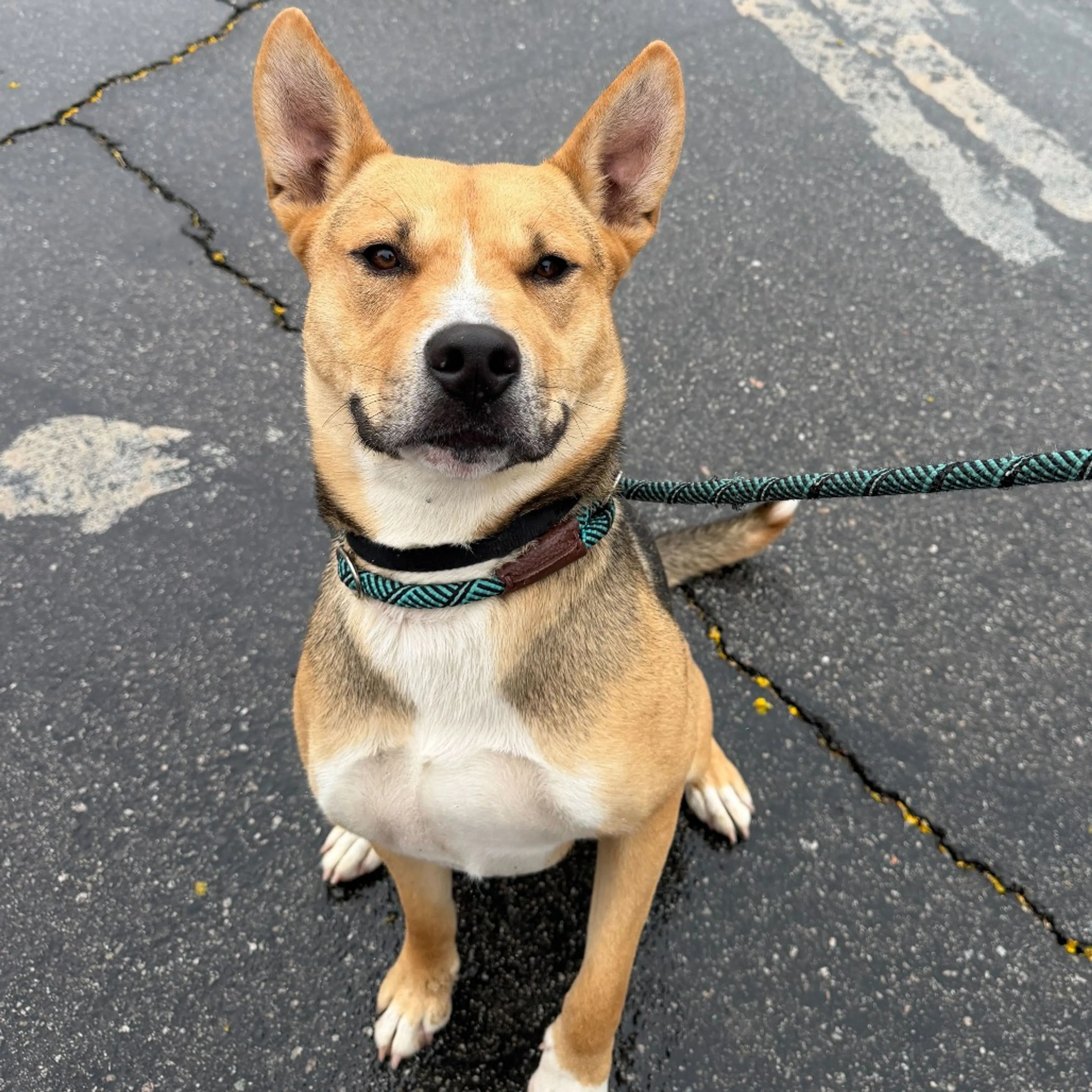 Found pet-6