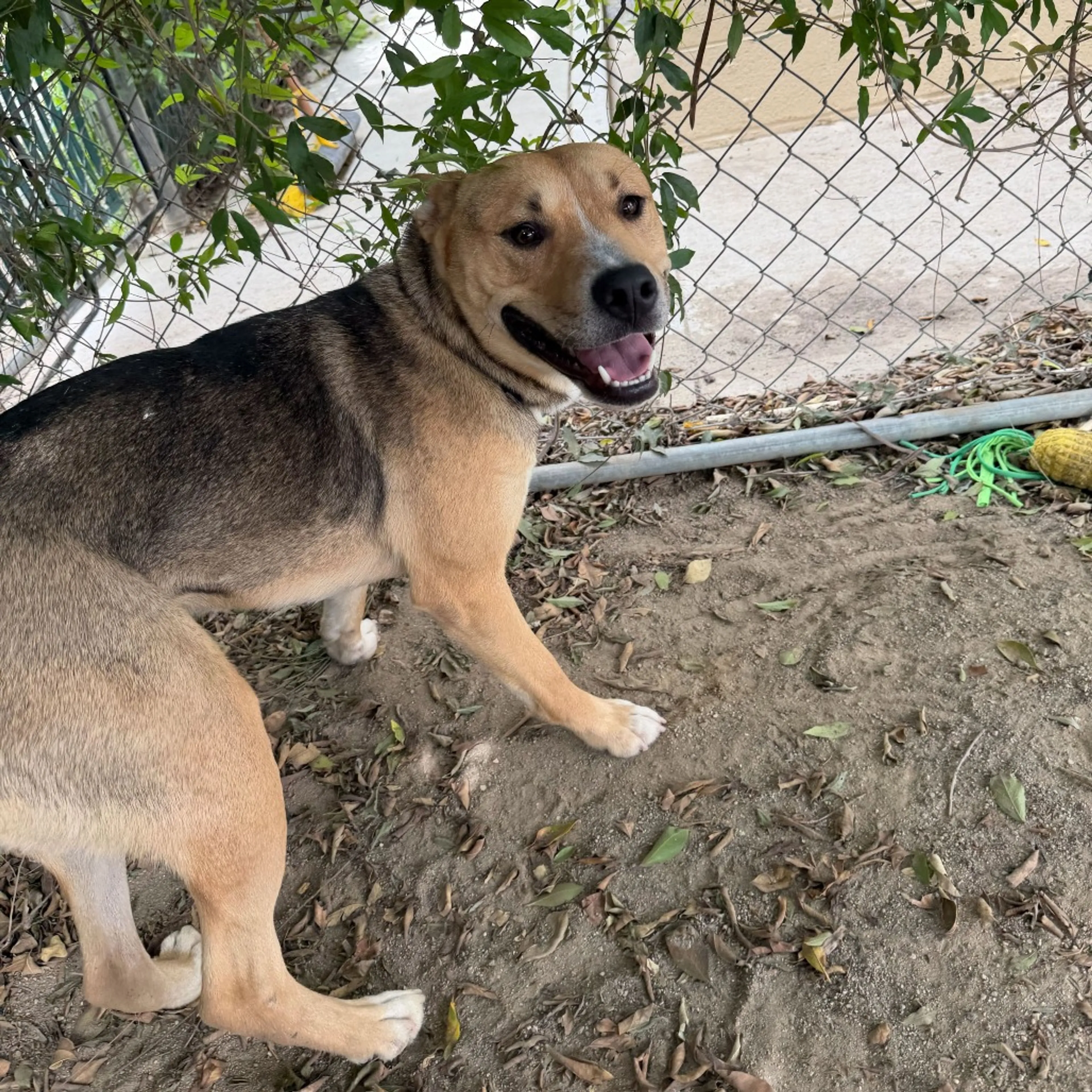 Found pet-2