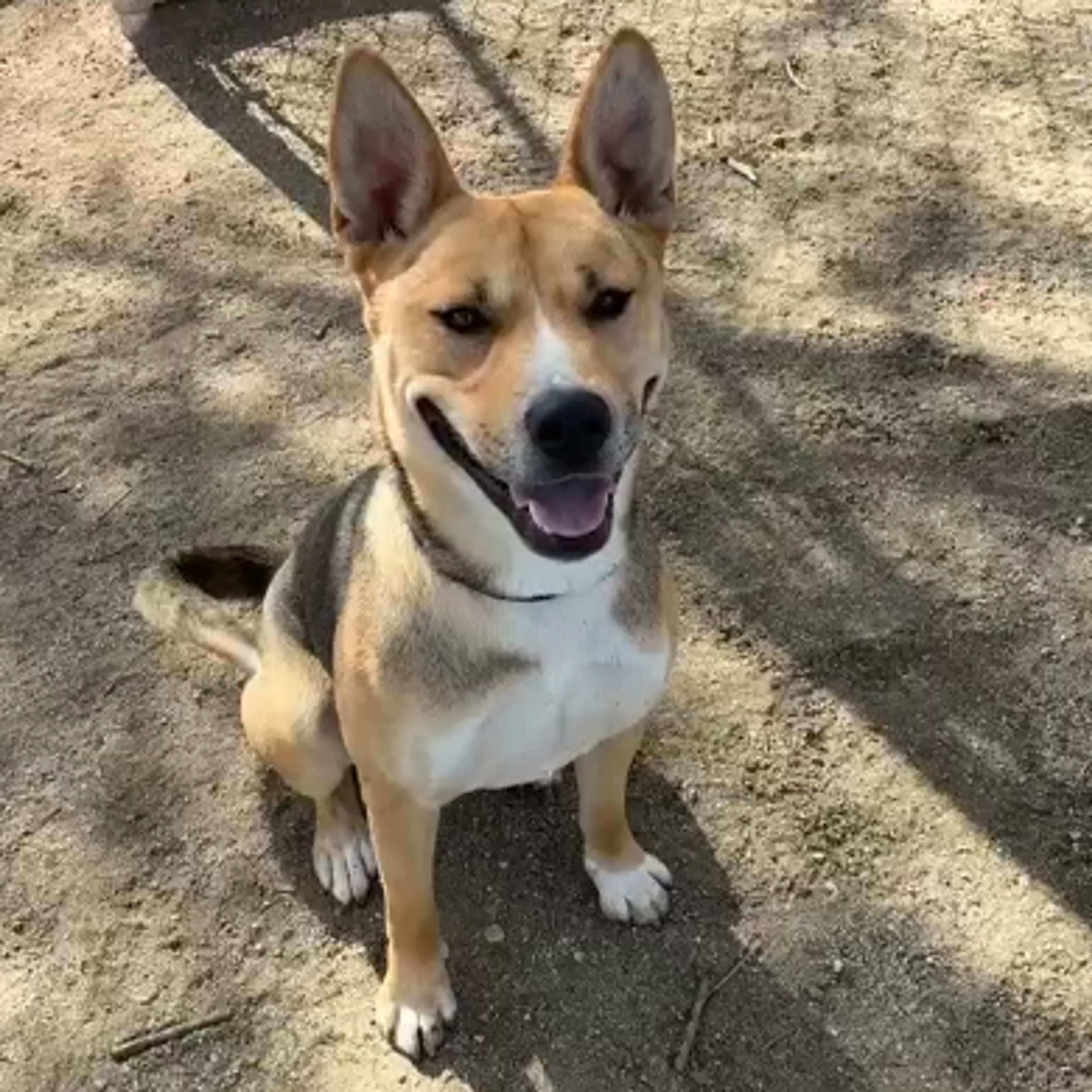 Found pet-7