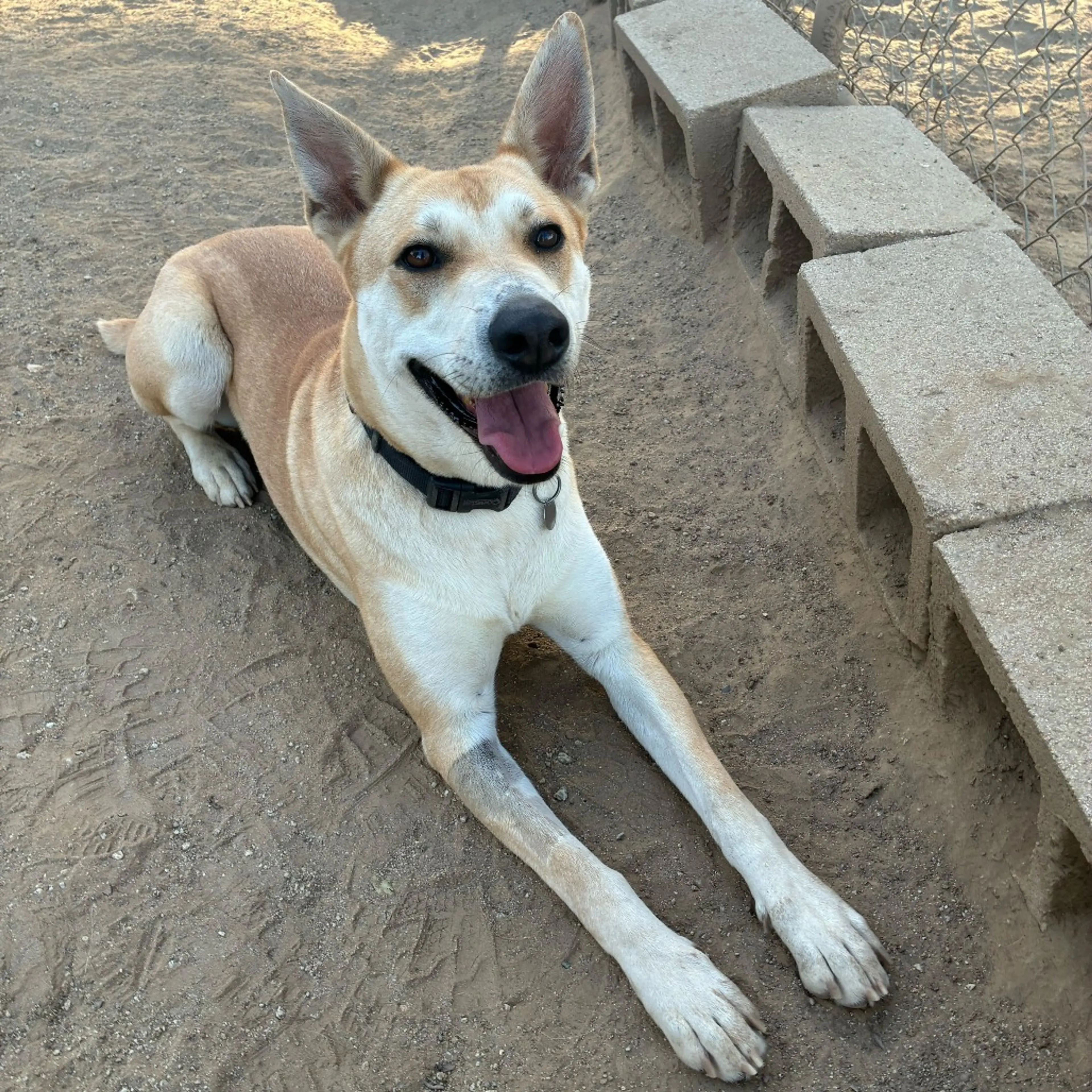 Found pet-9