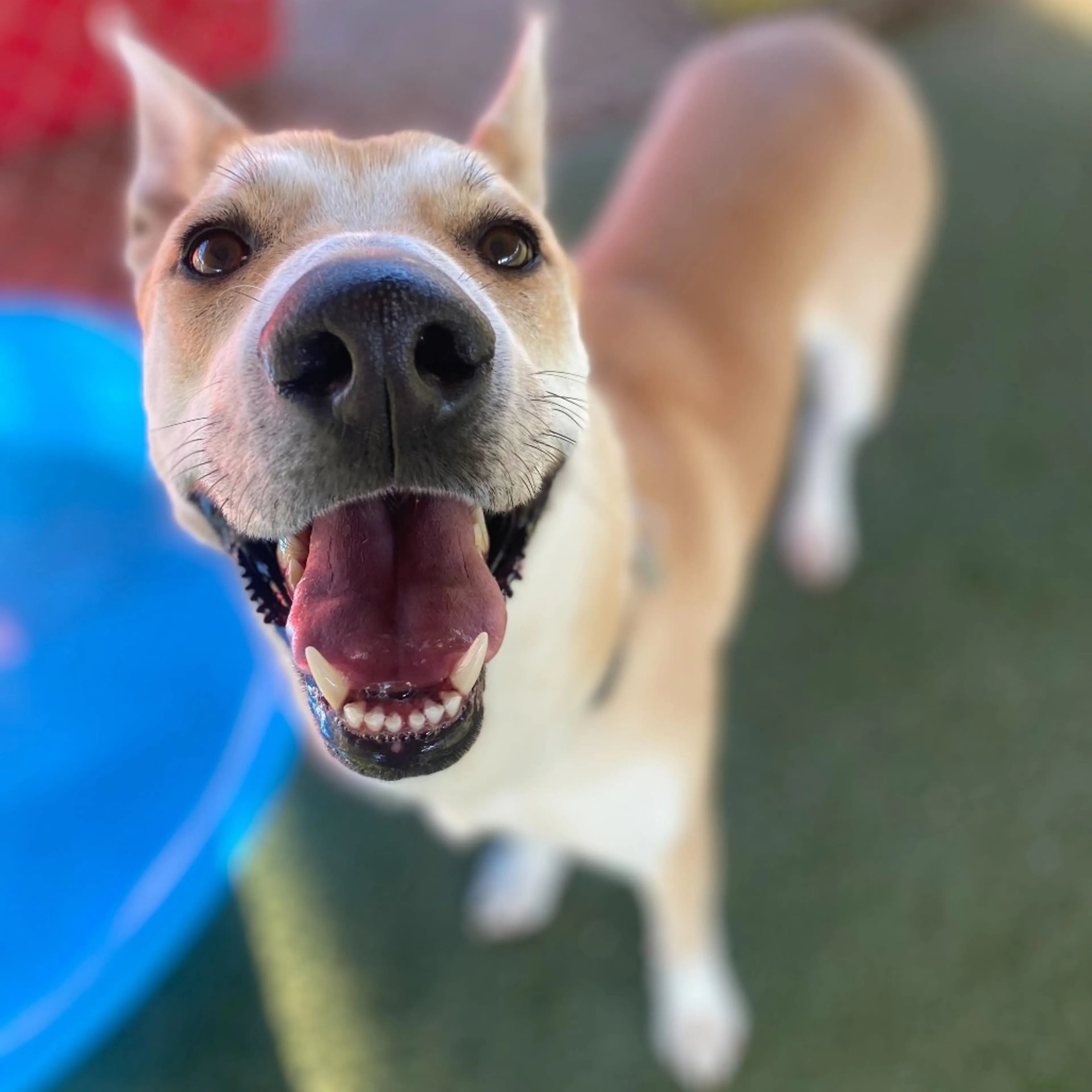 Found pet-2
