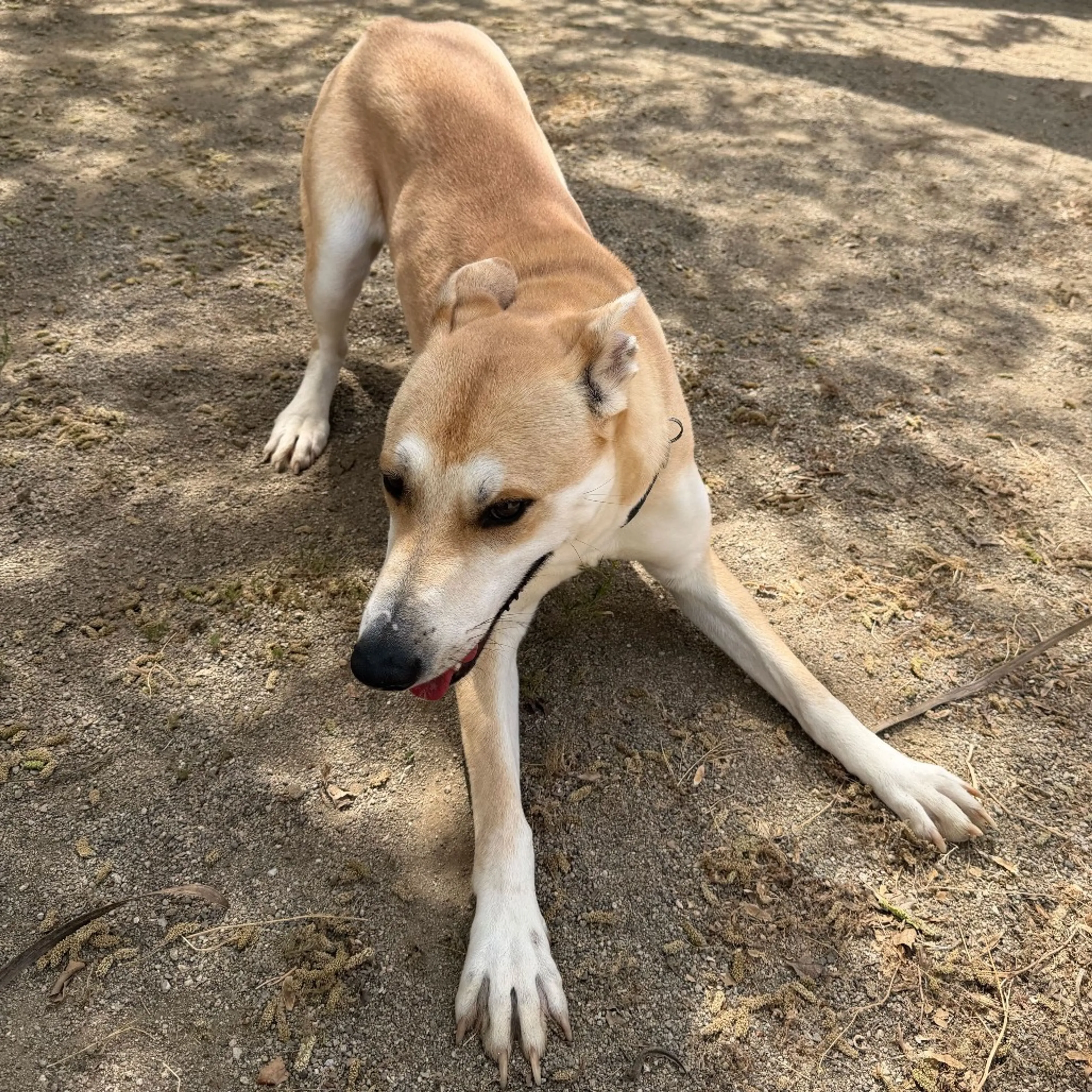 Found pet-1